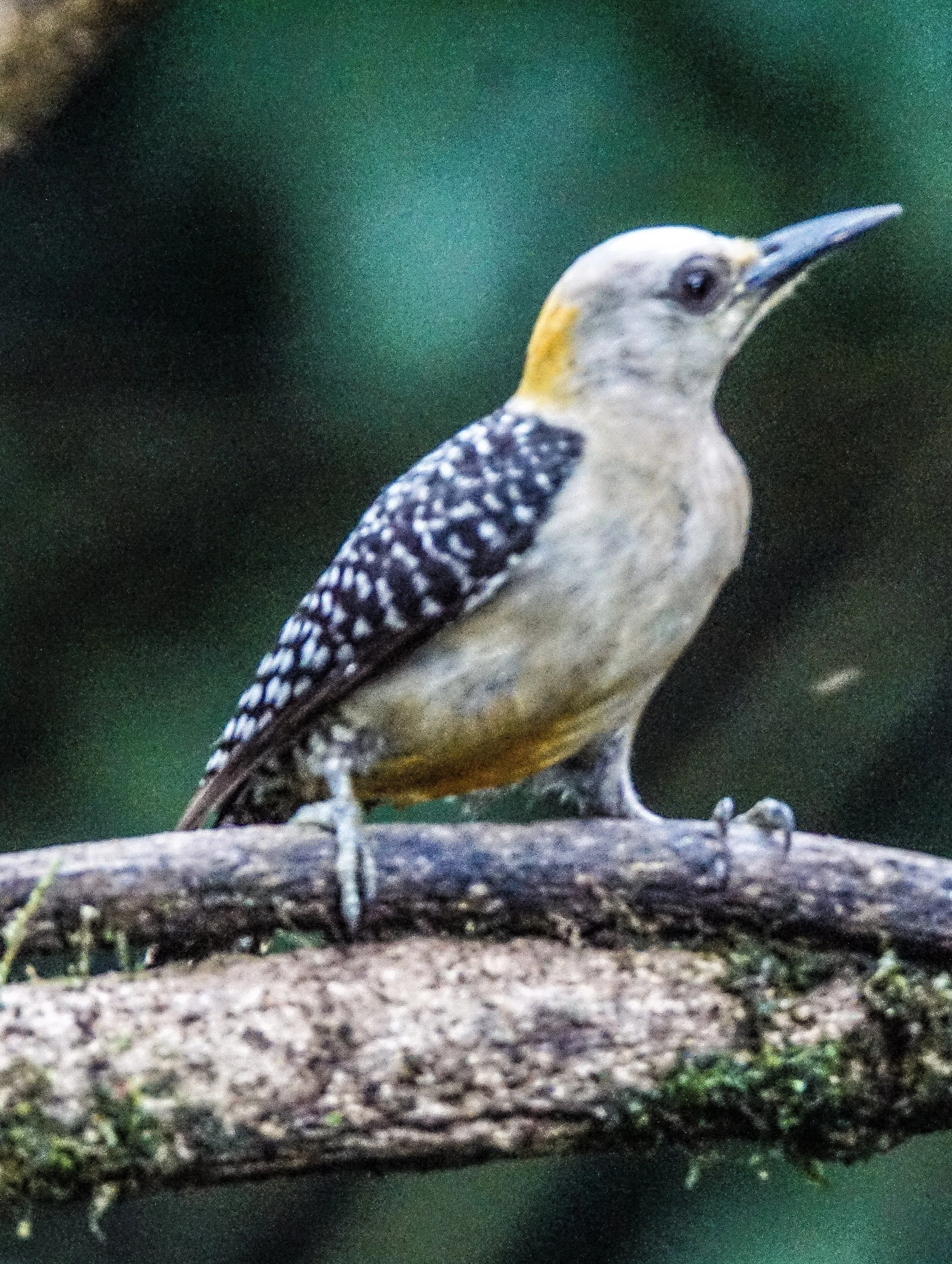 Hoffman's Woodpecker