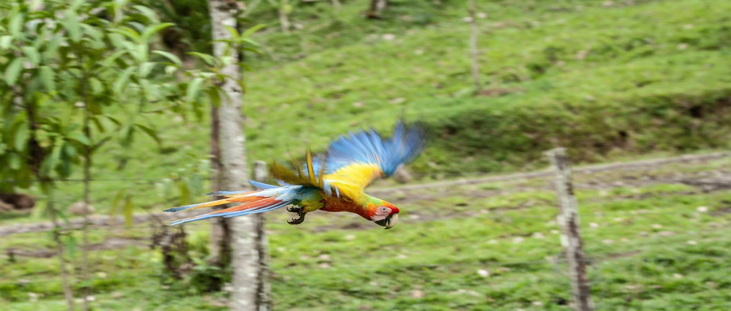 Hybrid Macaw
