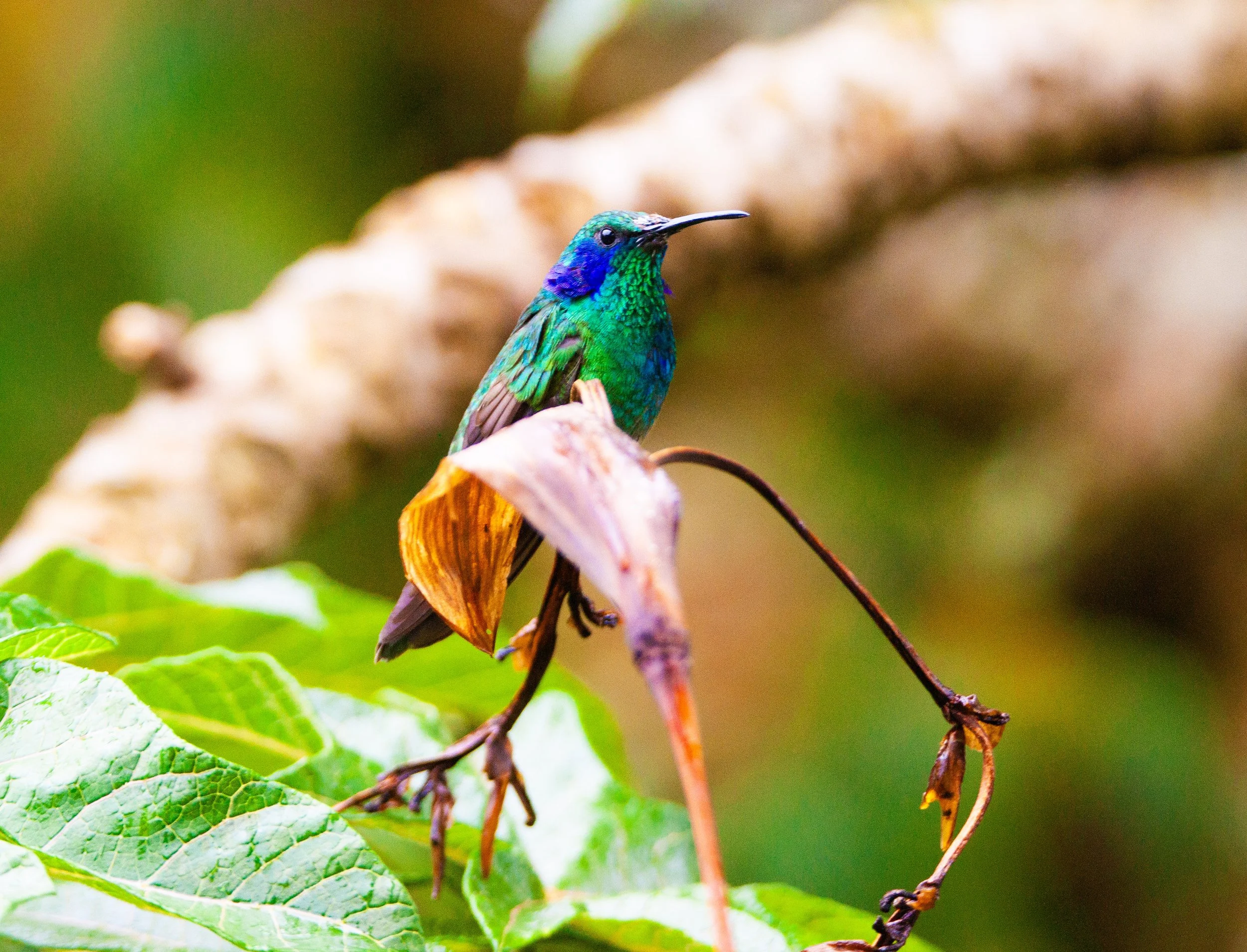 Lesser Violetear