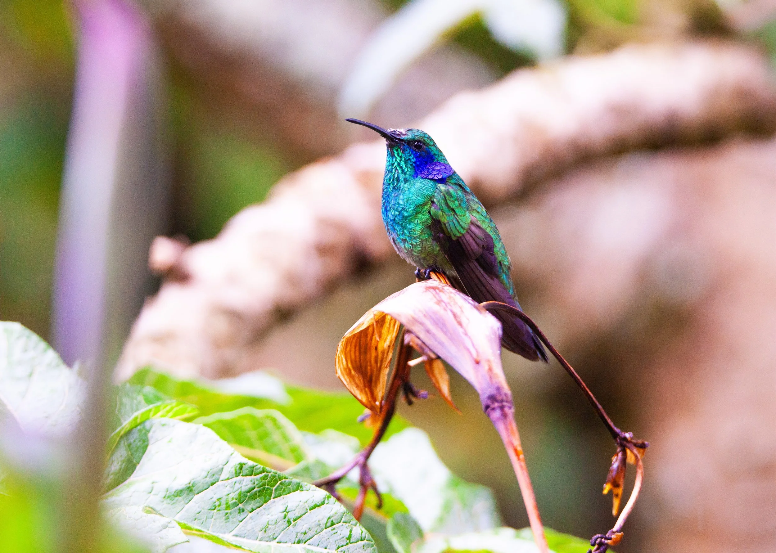 Lesser Violetear
