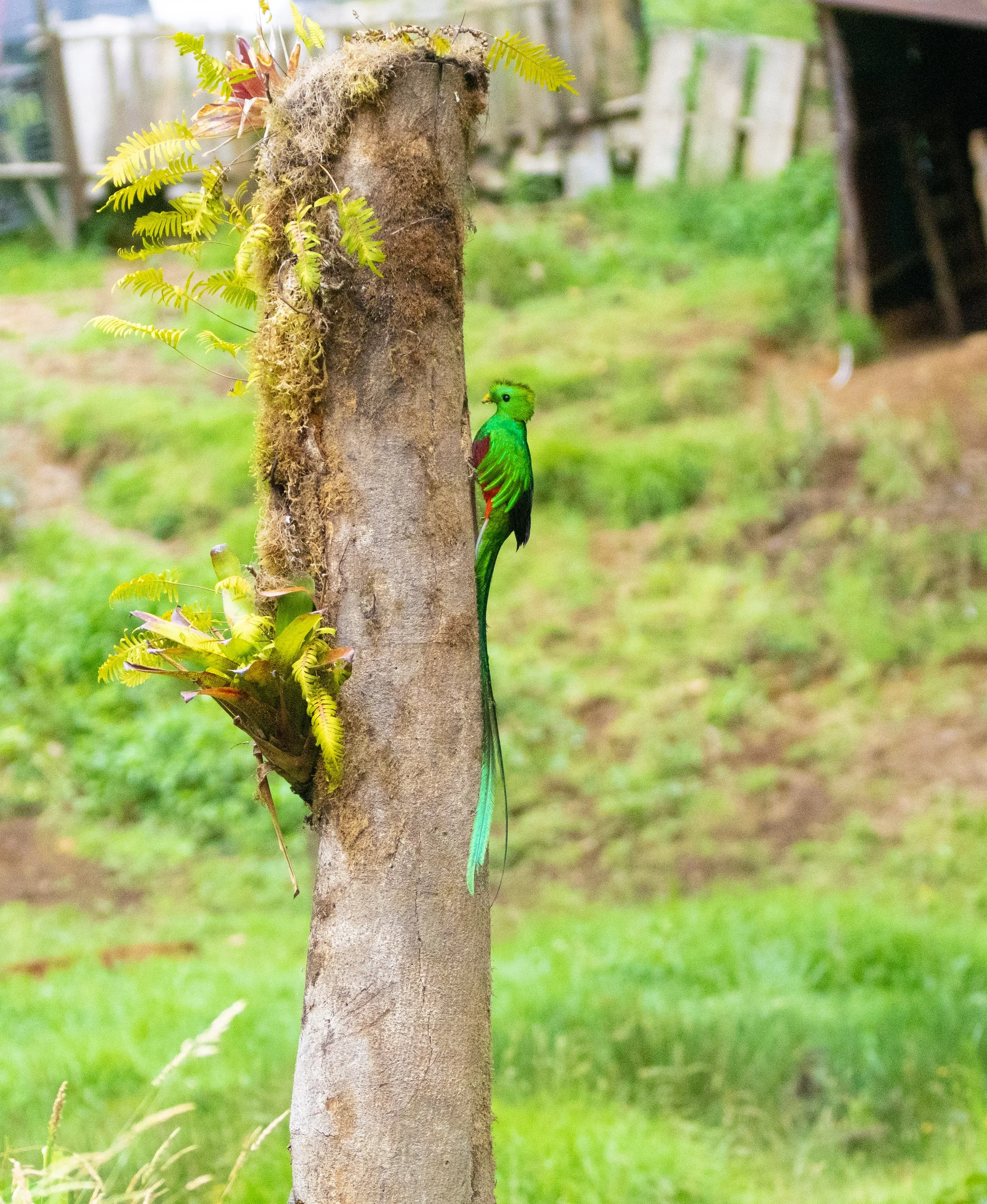 Resplendent Quetzal
