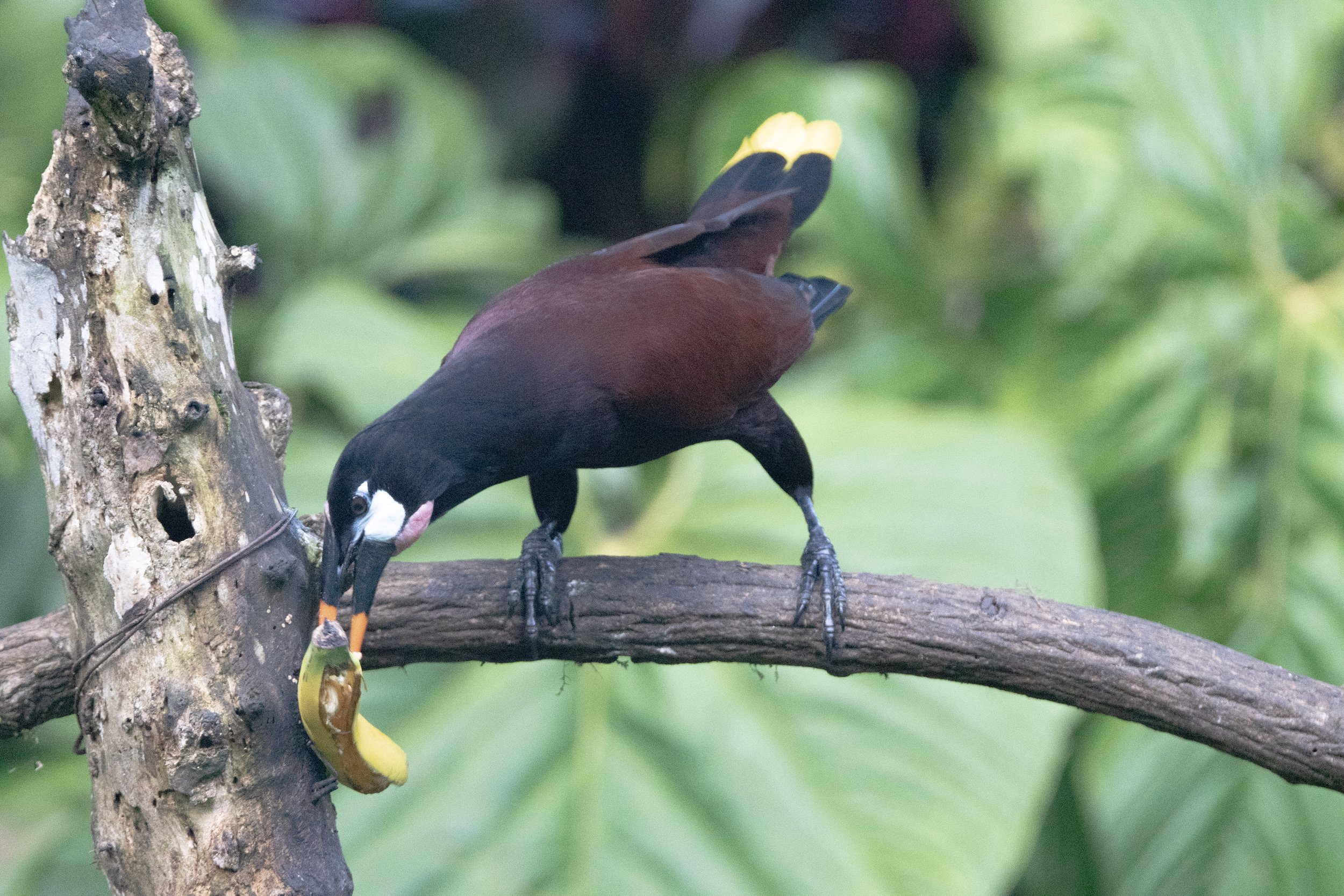 Montezuma Oropendola