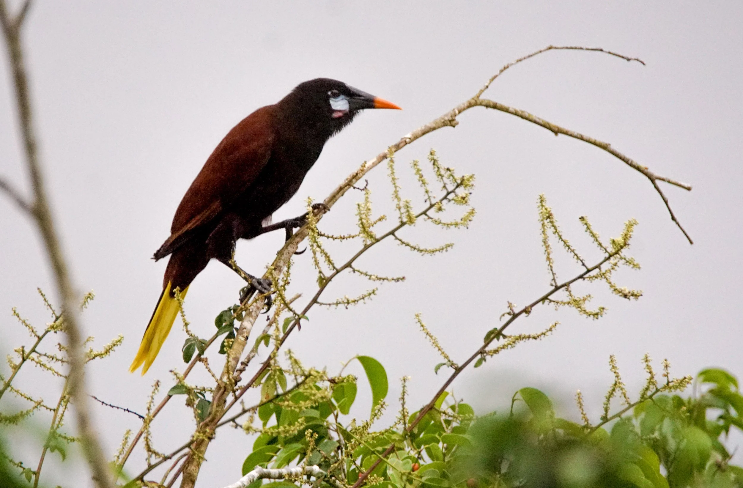 Montezuma Oropendola