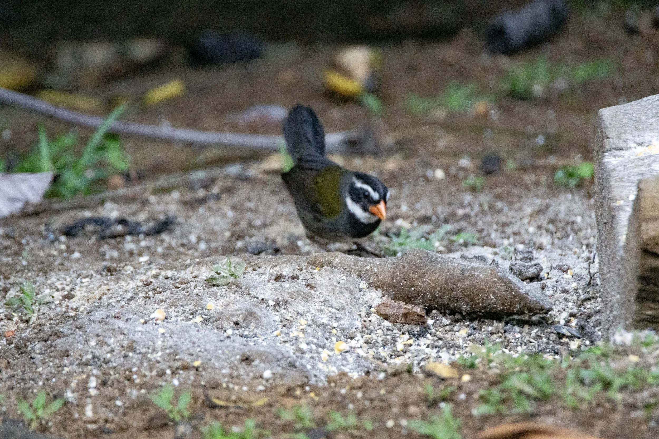 Orange-billed Sparrow