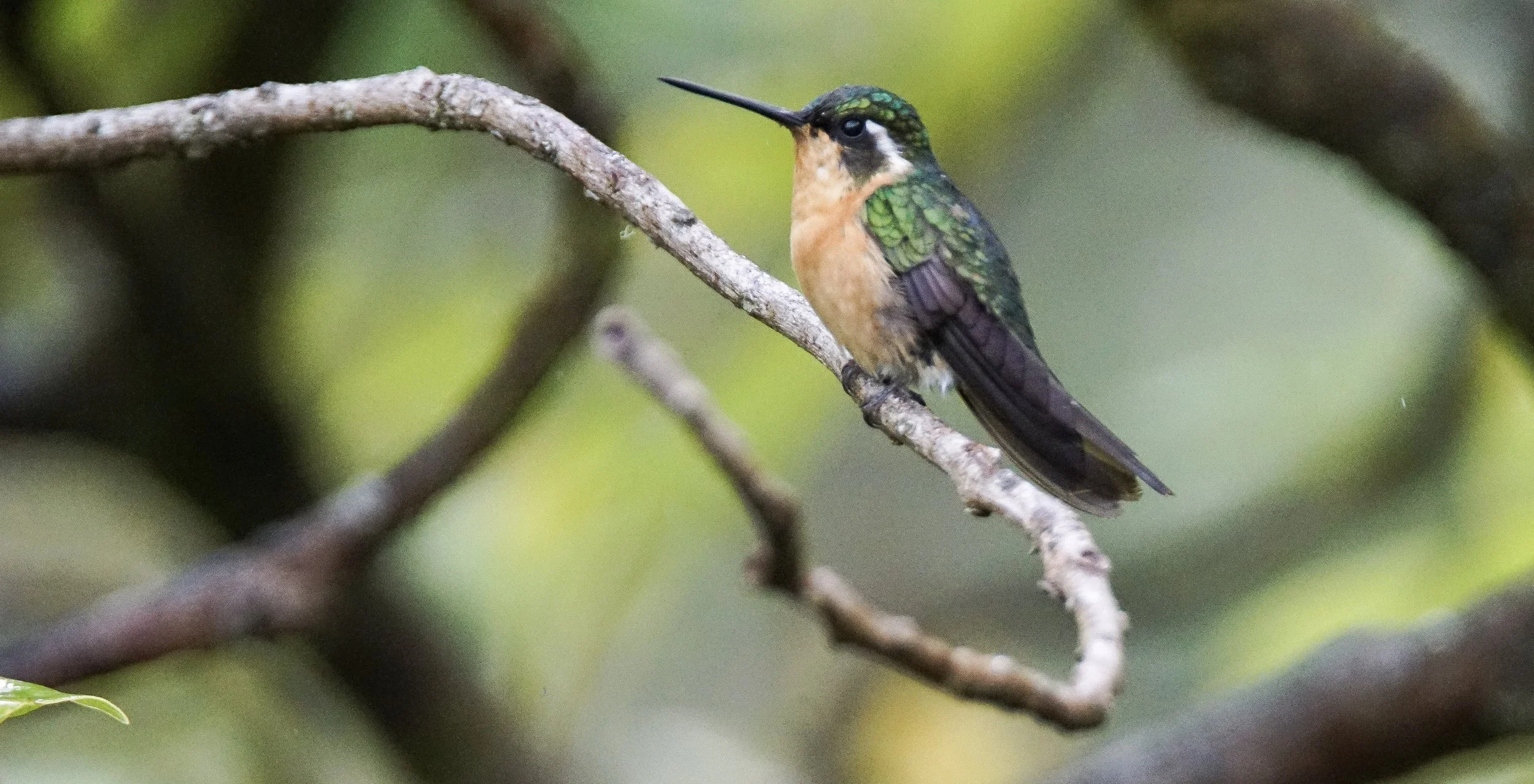 Purple-throated Mountain Gem (female)