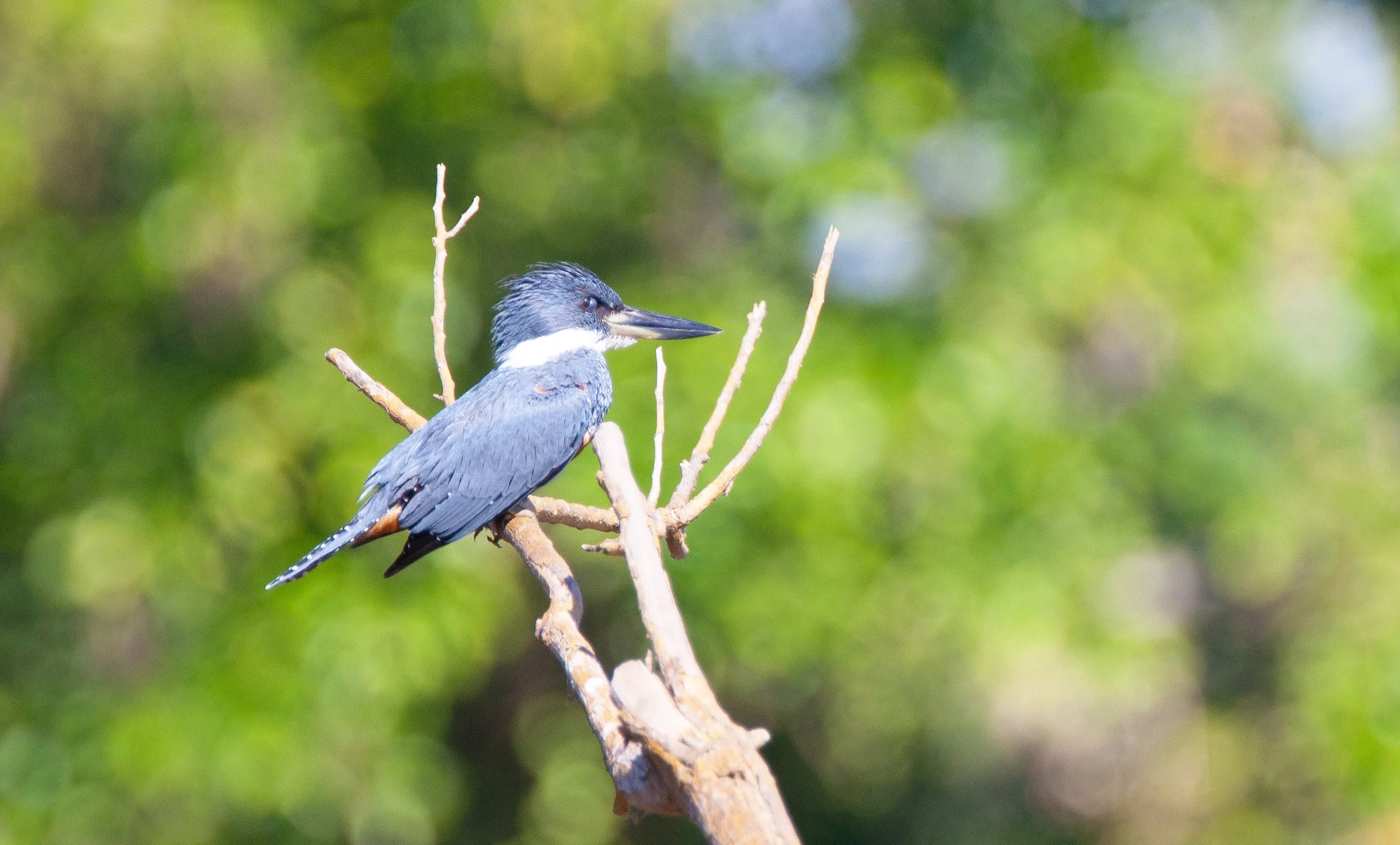 Ringed Kingfisher