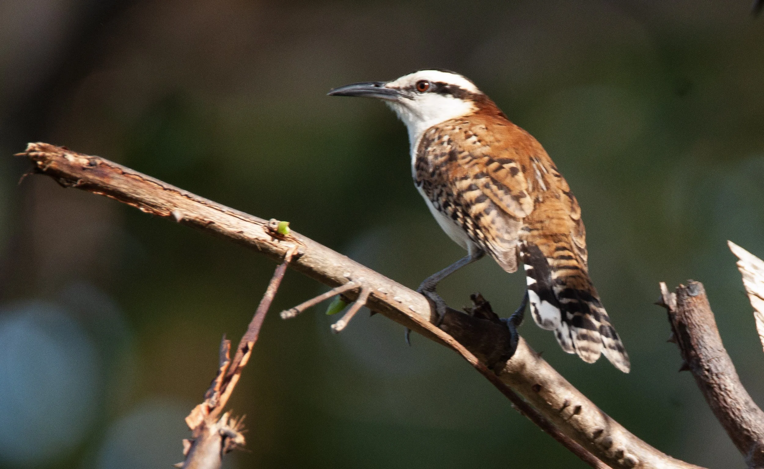 Rufous-backed Wren