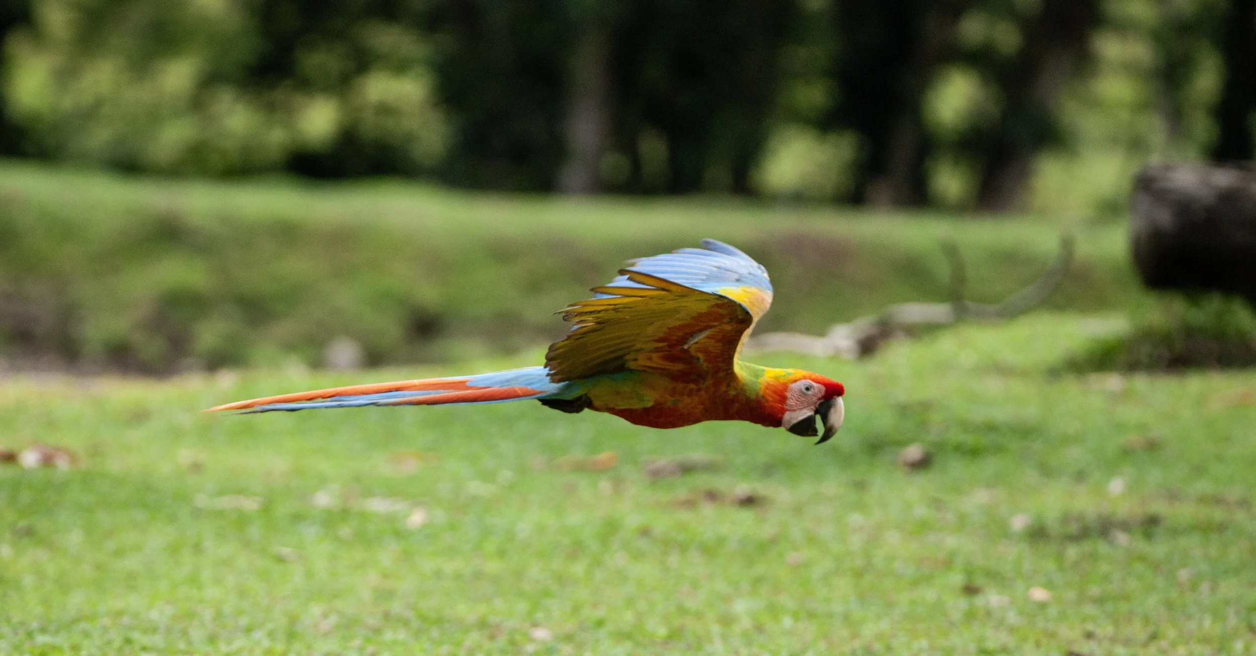 Scarlet Macaw