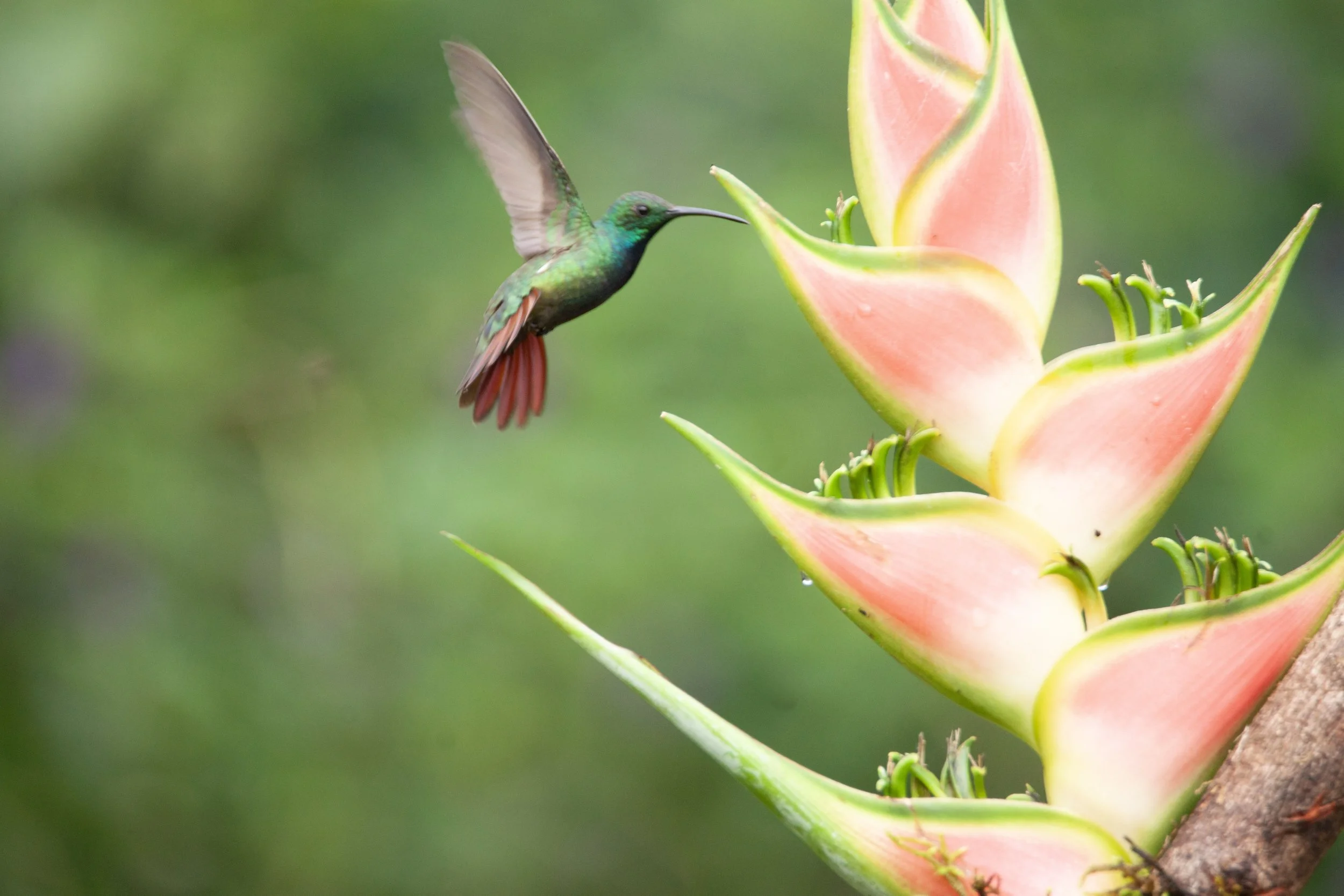 Rufous-tailed Hummingbird