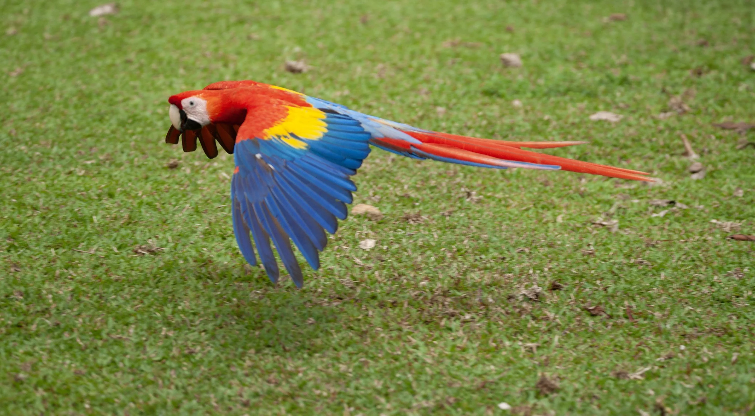 Scarlet Macaw
