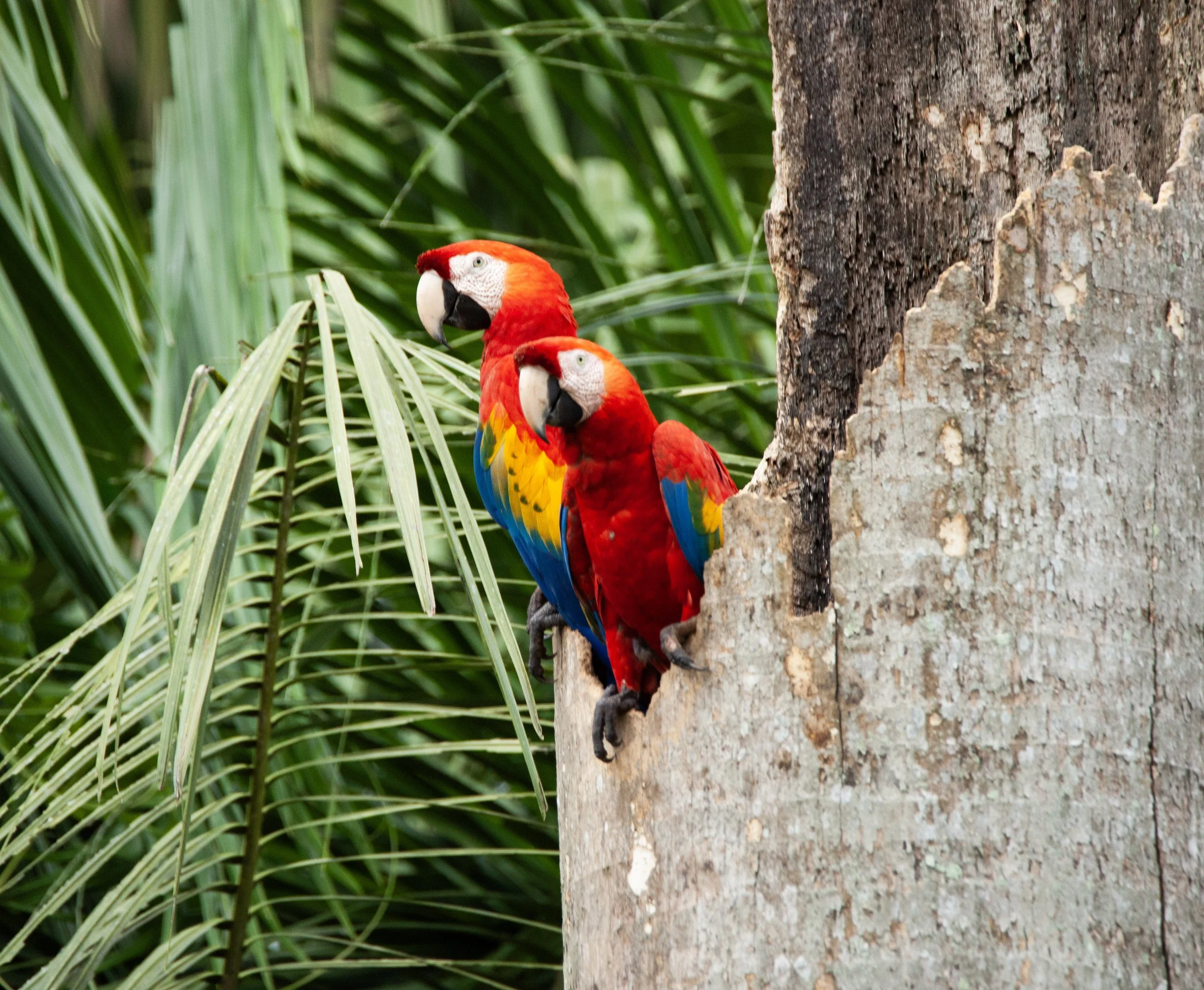 Scarlet Macaws