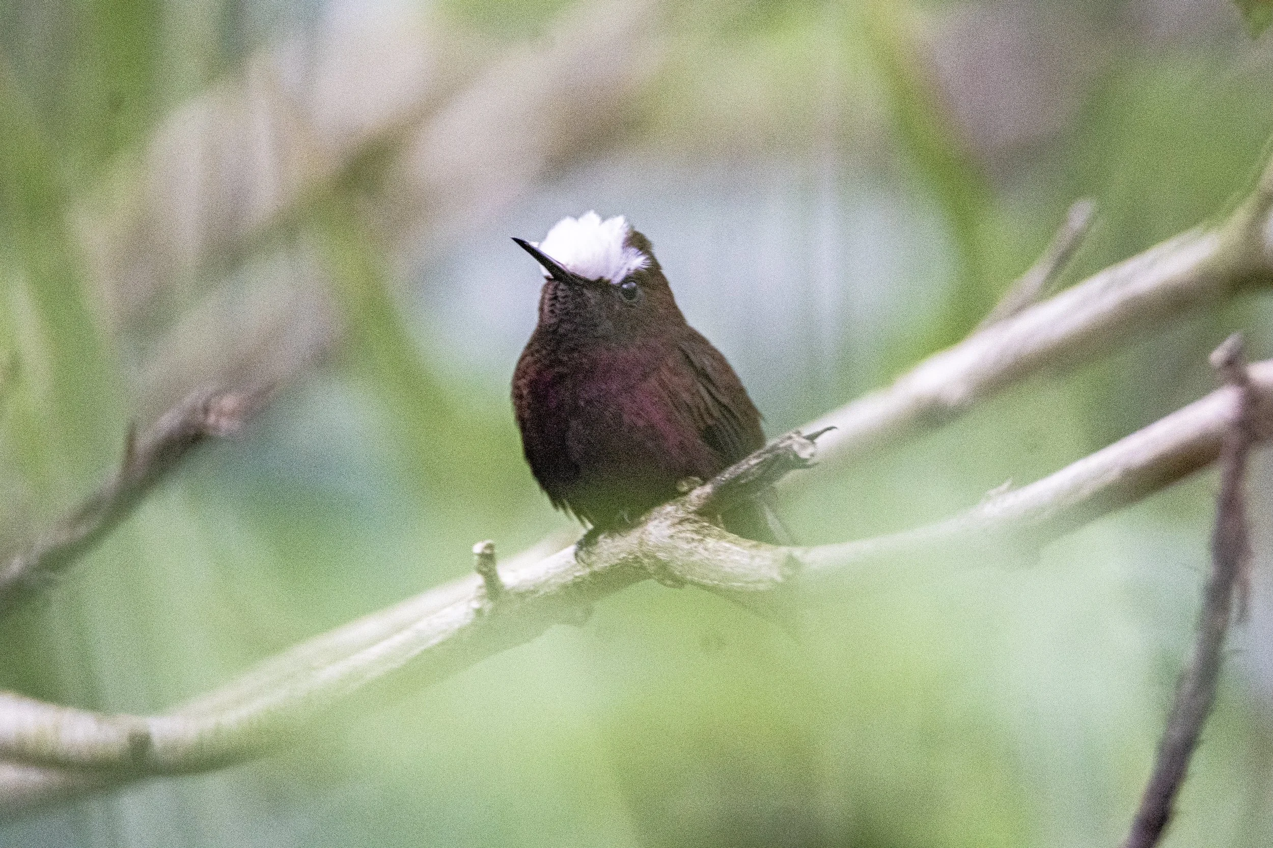 Snowcap