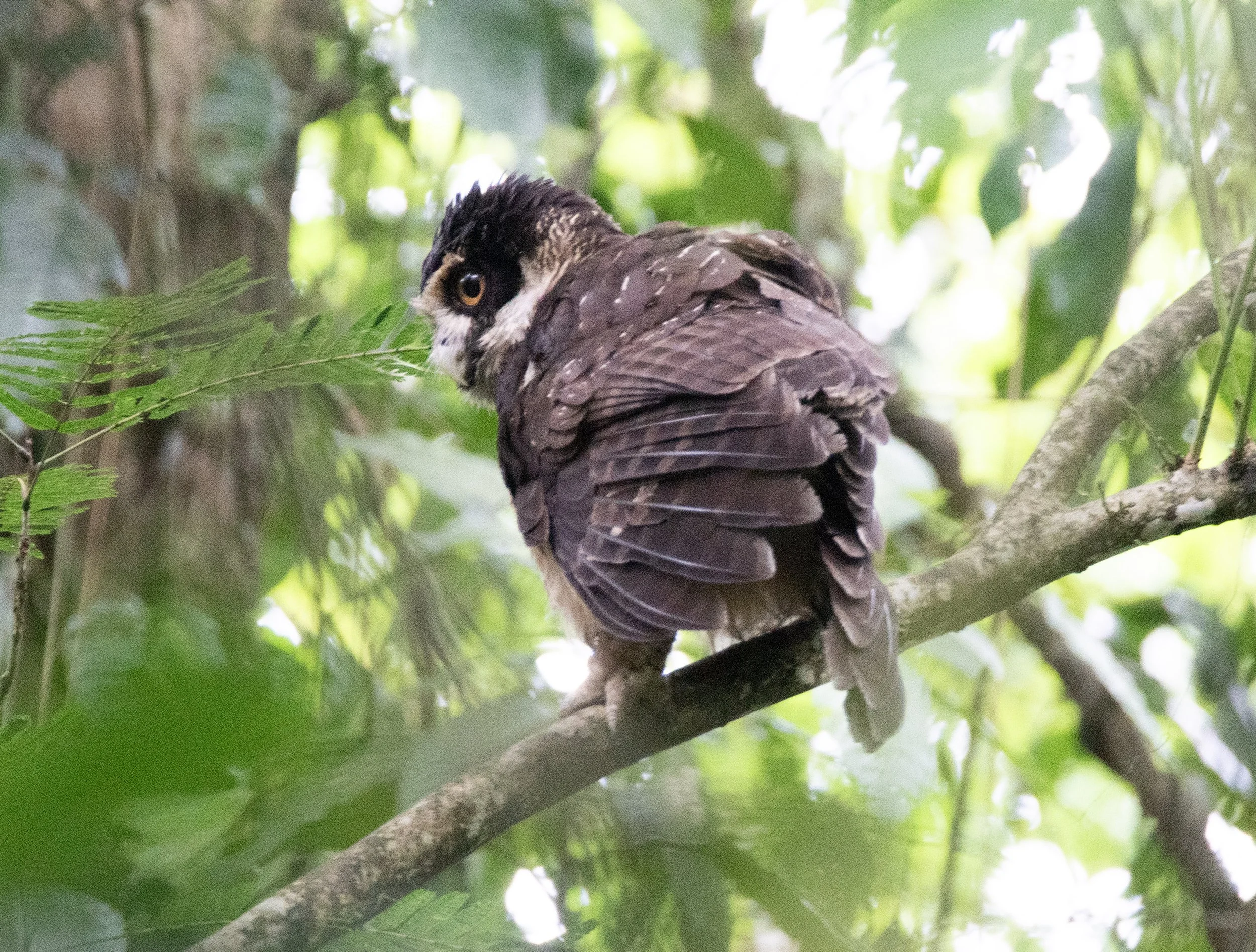 Spectacled Owl