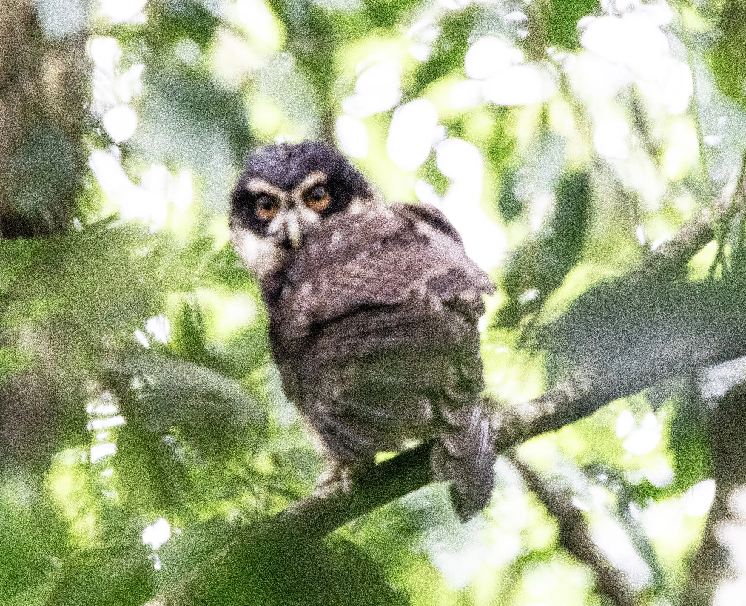 Spectacled Owl