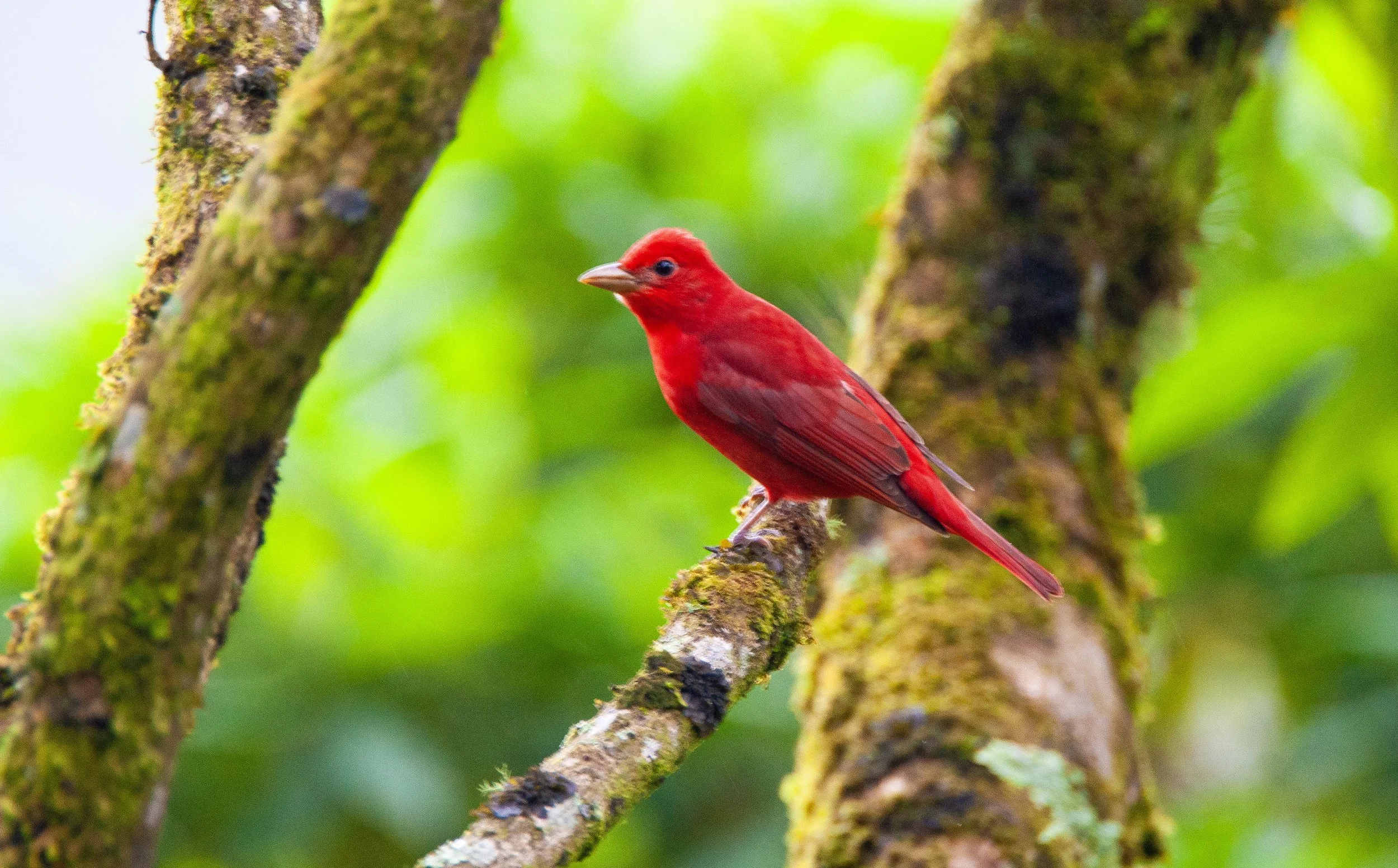 Summer Tanager