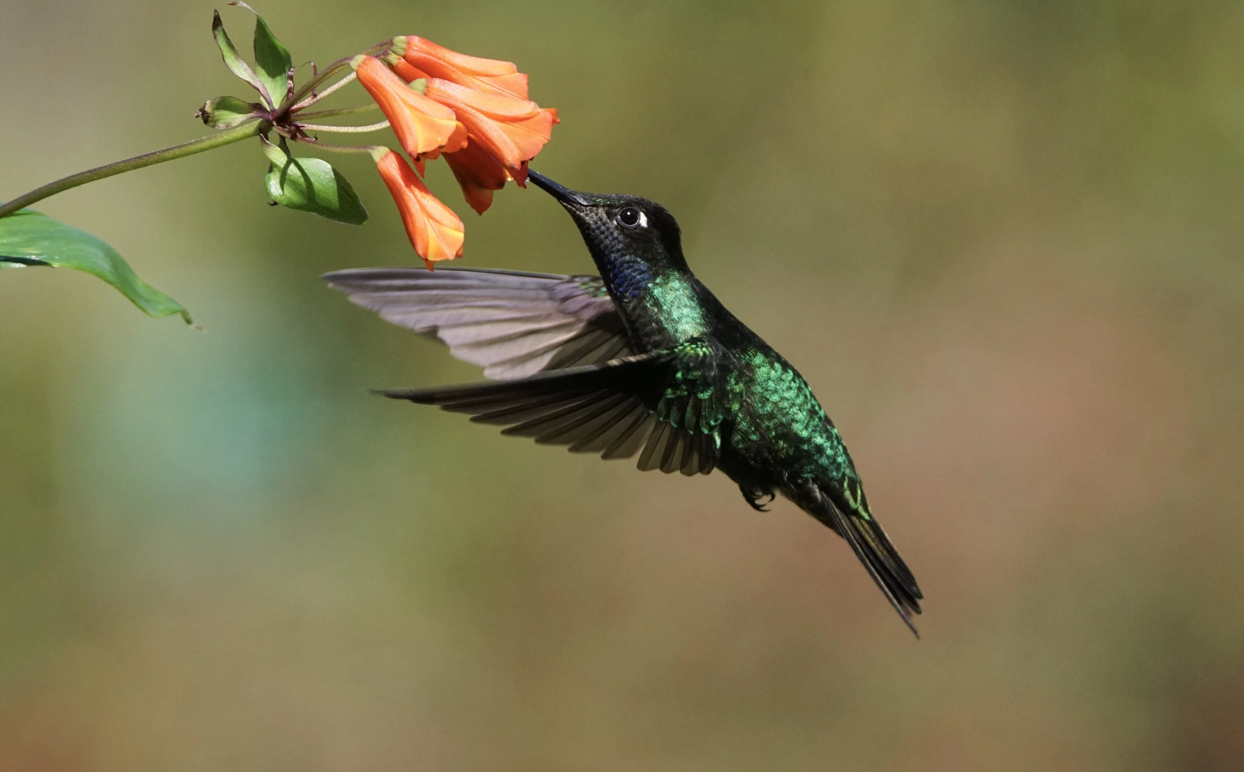 Talamanca Hummingbird