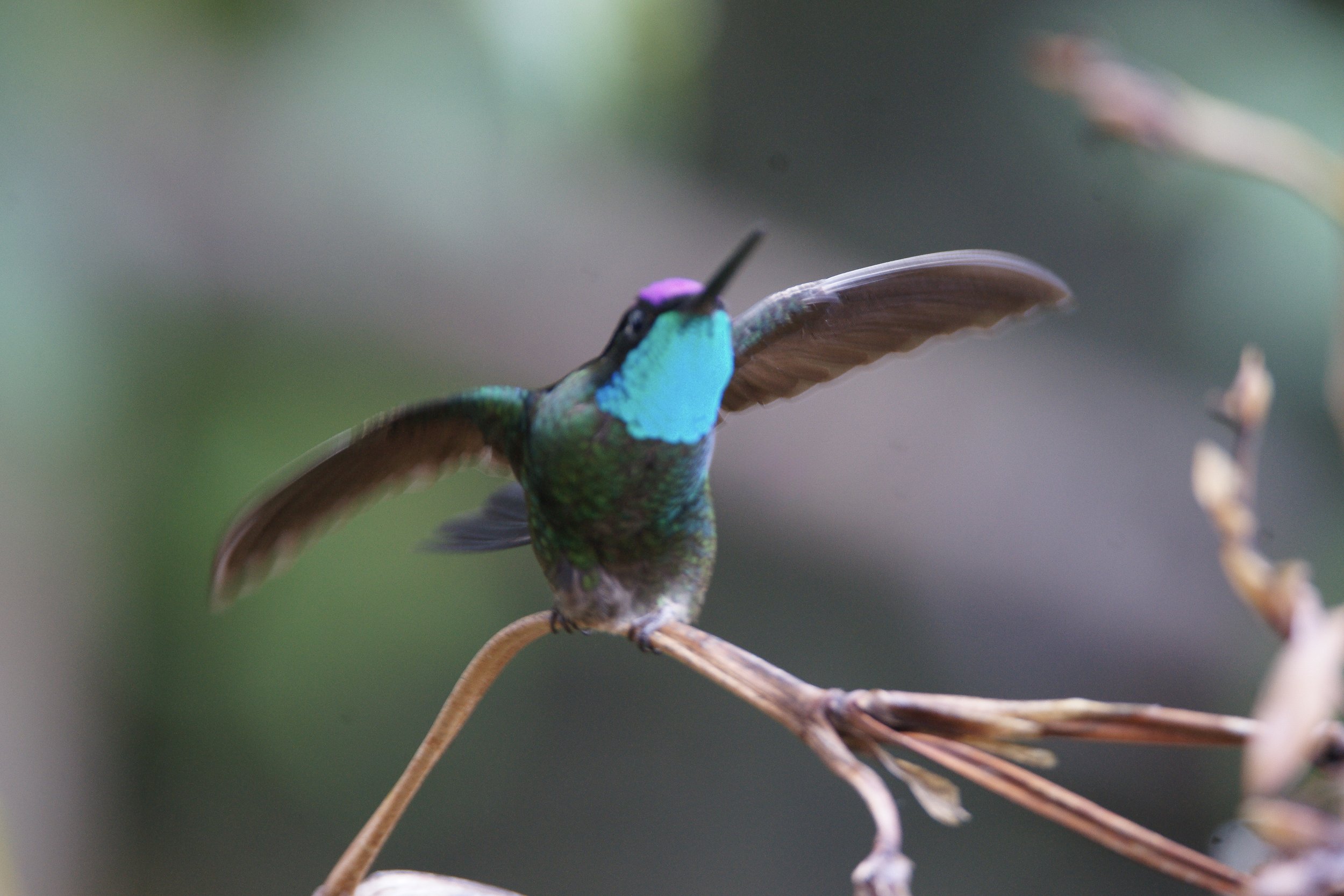 Talamanca Hummingbird