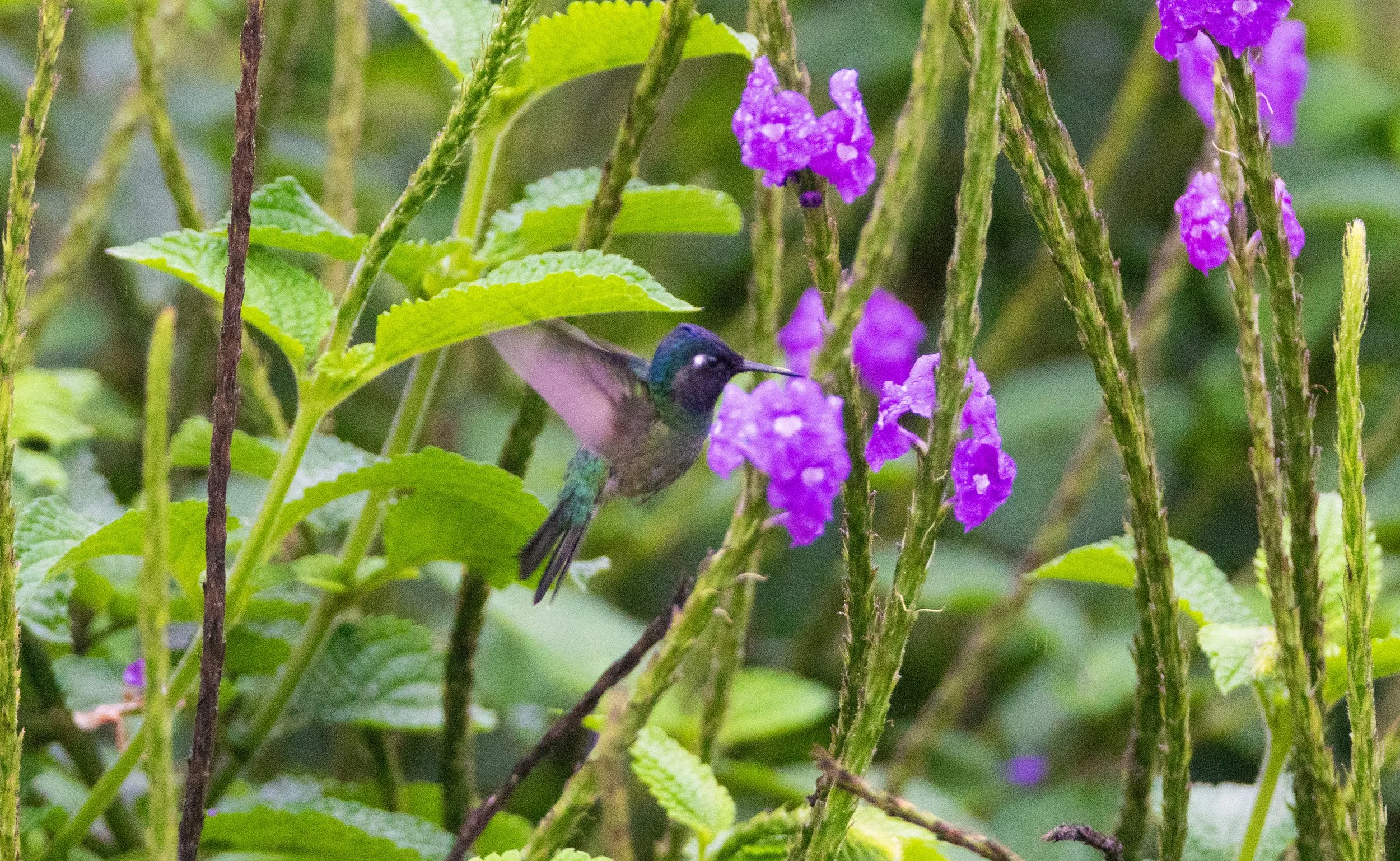 Violet-headed Hummingbird