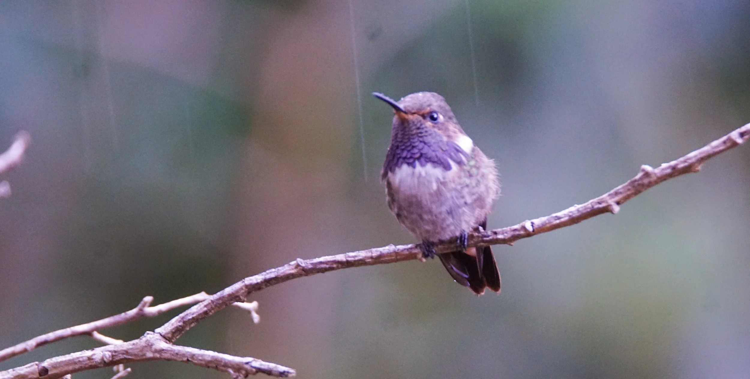 Volcano Hummingbird