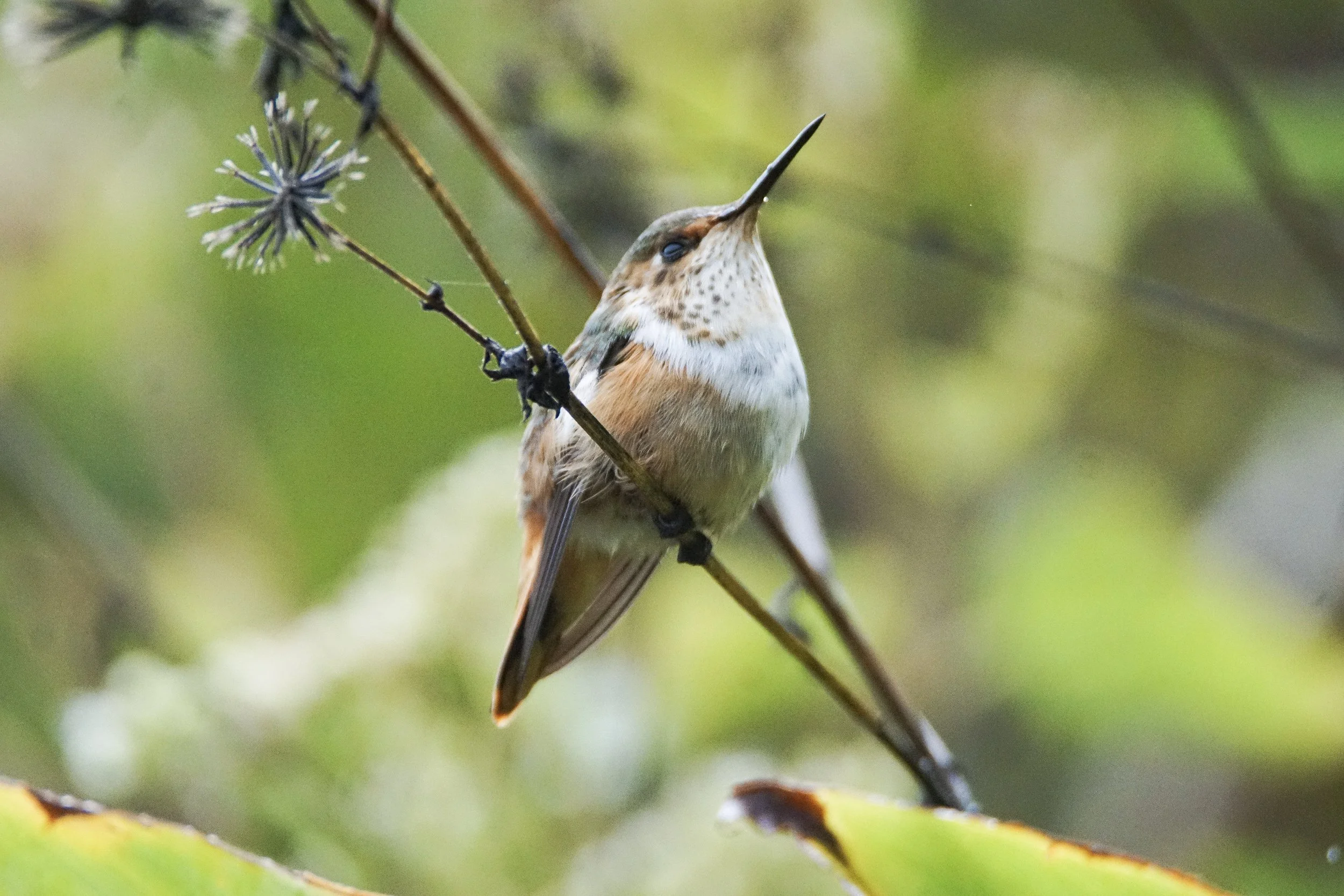 Volcano Hummingbird