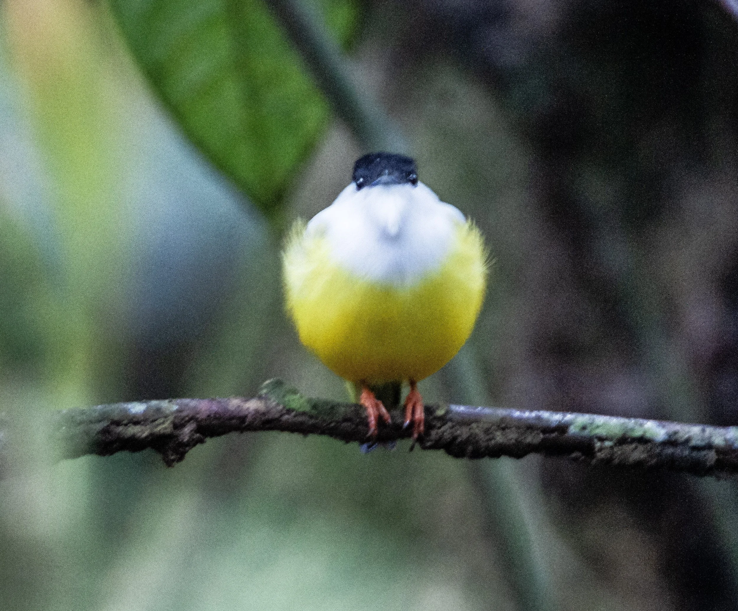 White-collared Manakin