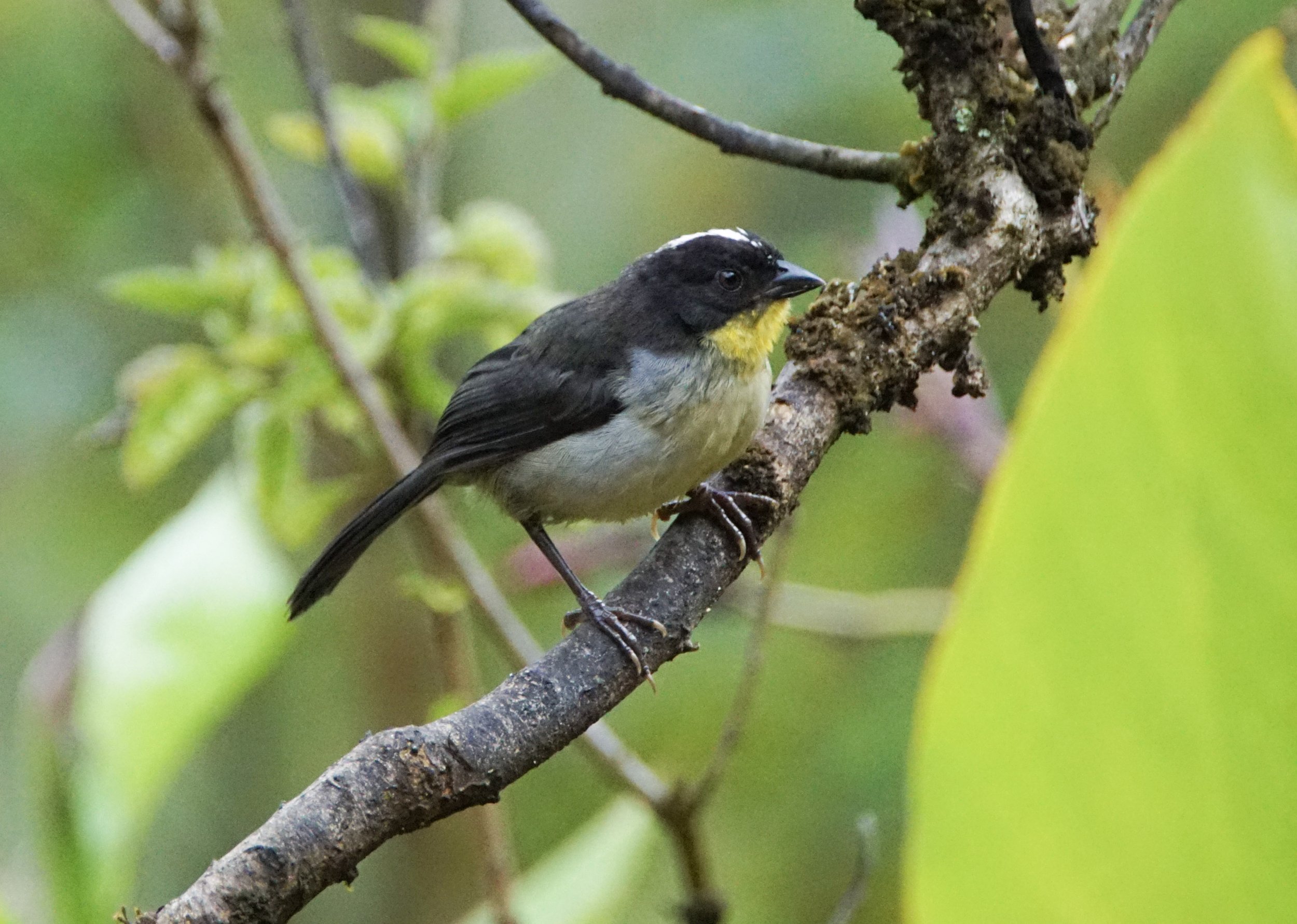 White-naped Brush Finch