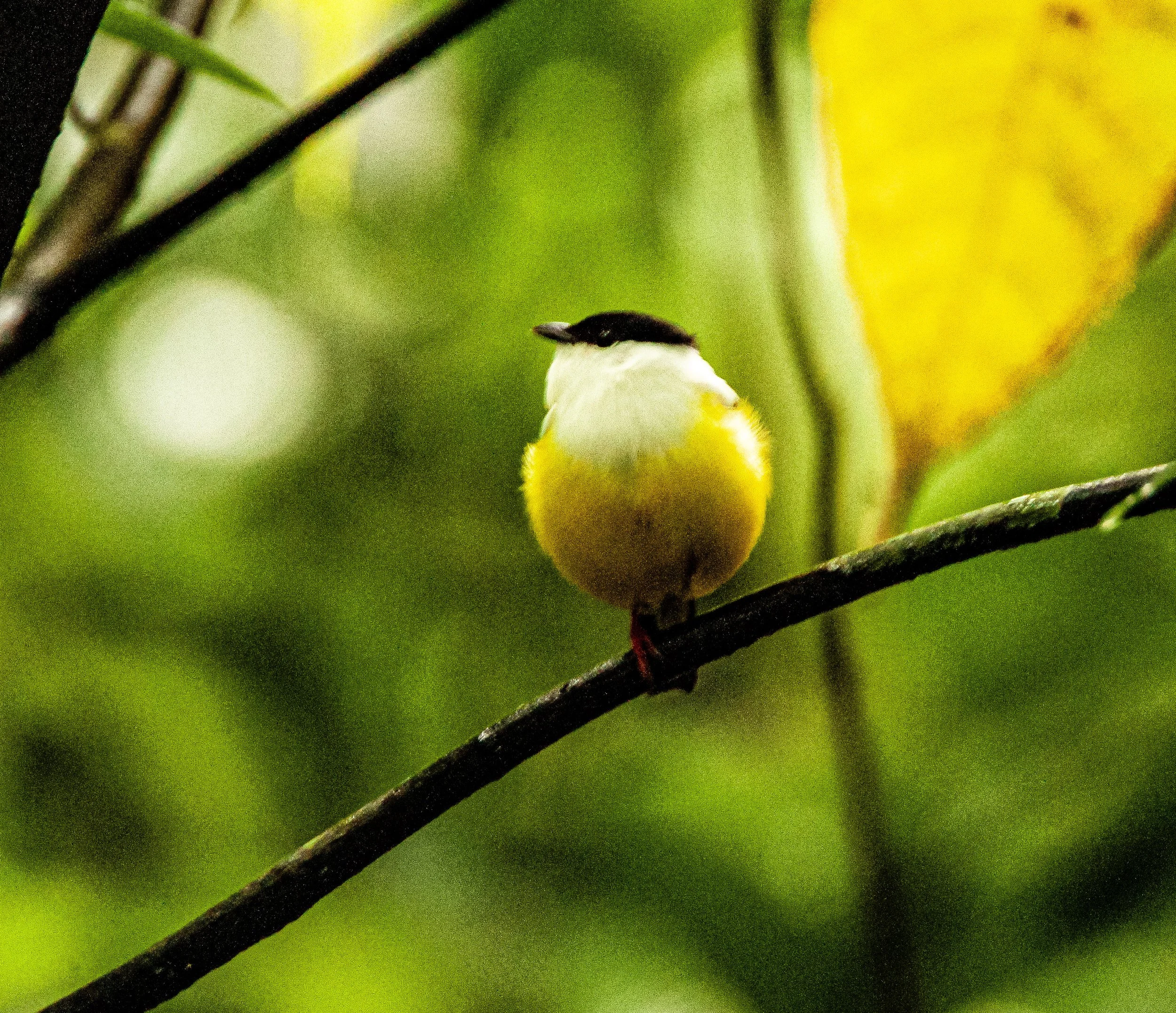 White-collared Manakin