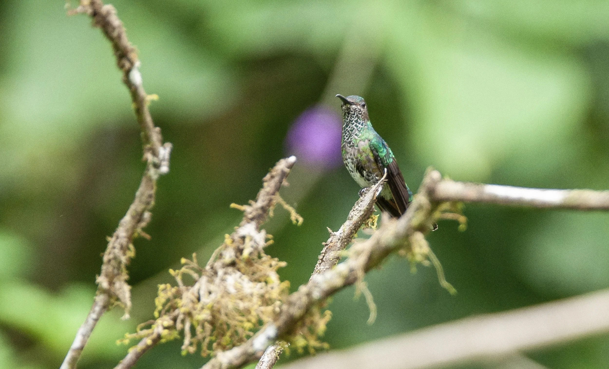White-necked Jacobin female
