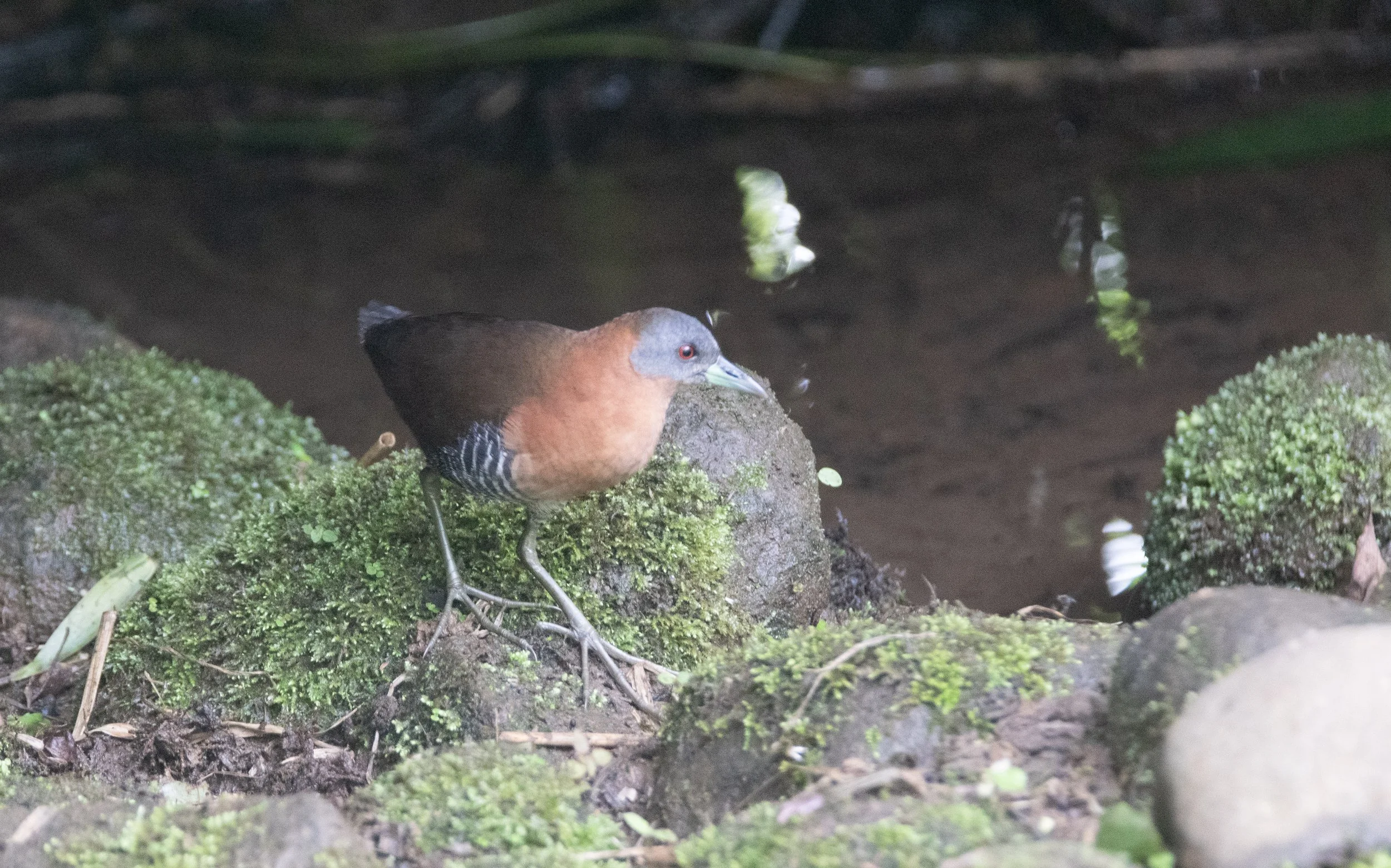 White-throated Crake