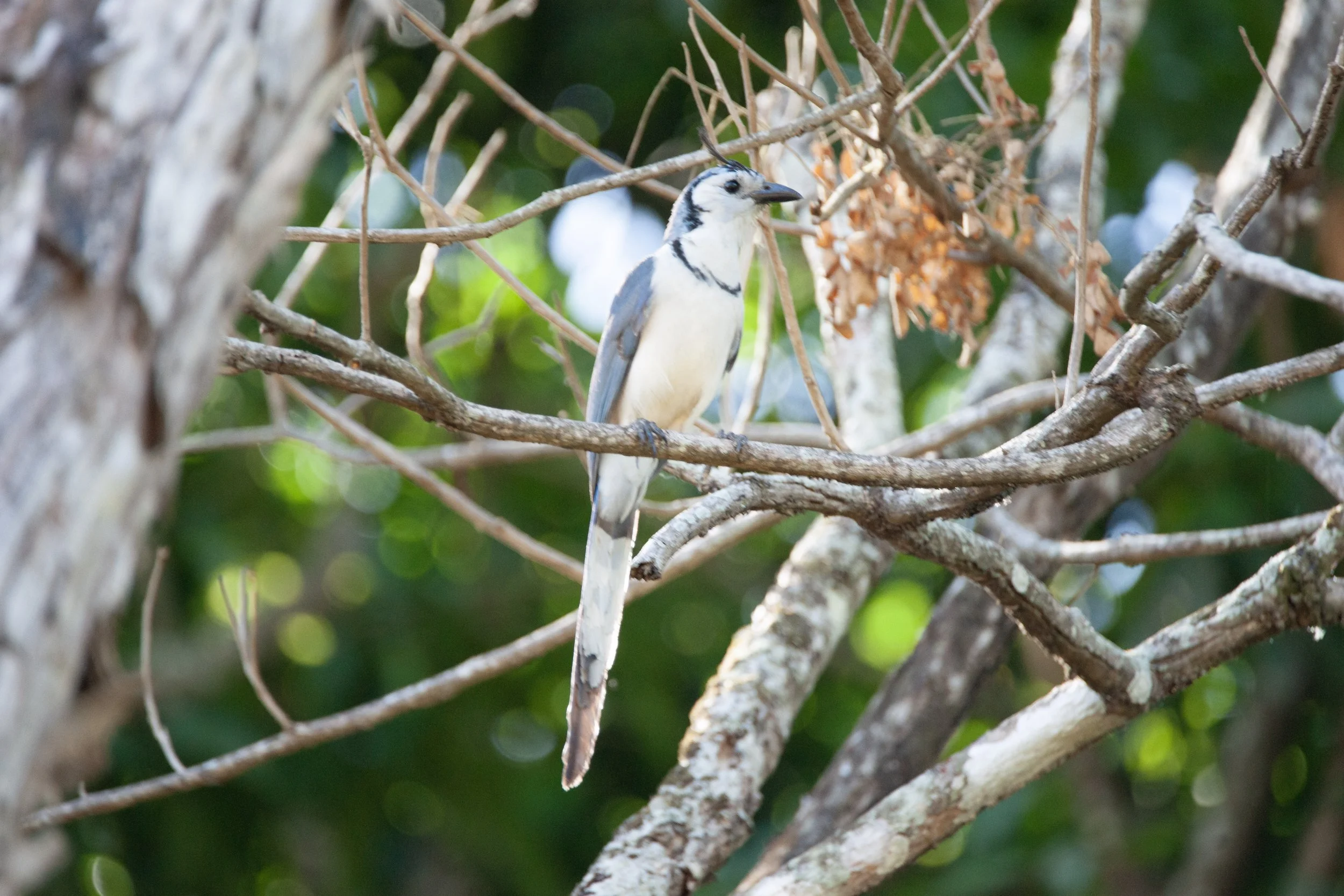 White-throated Magpie Jay
