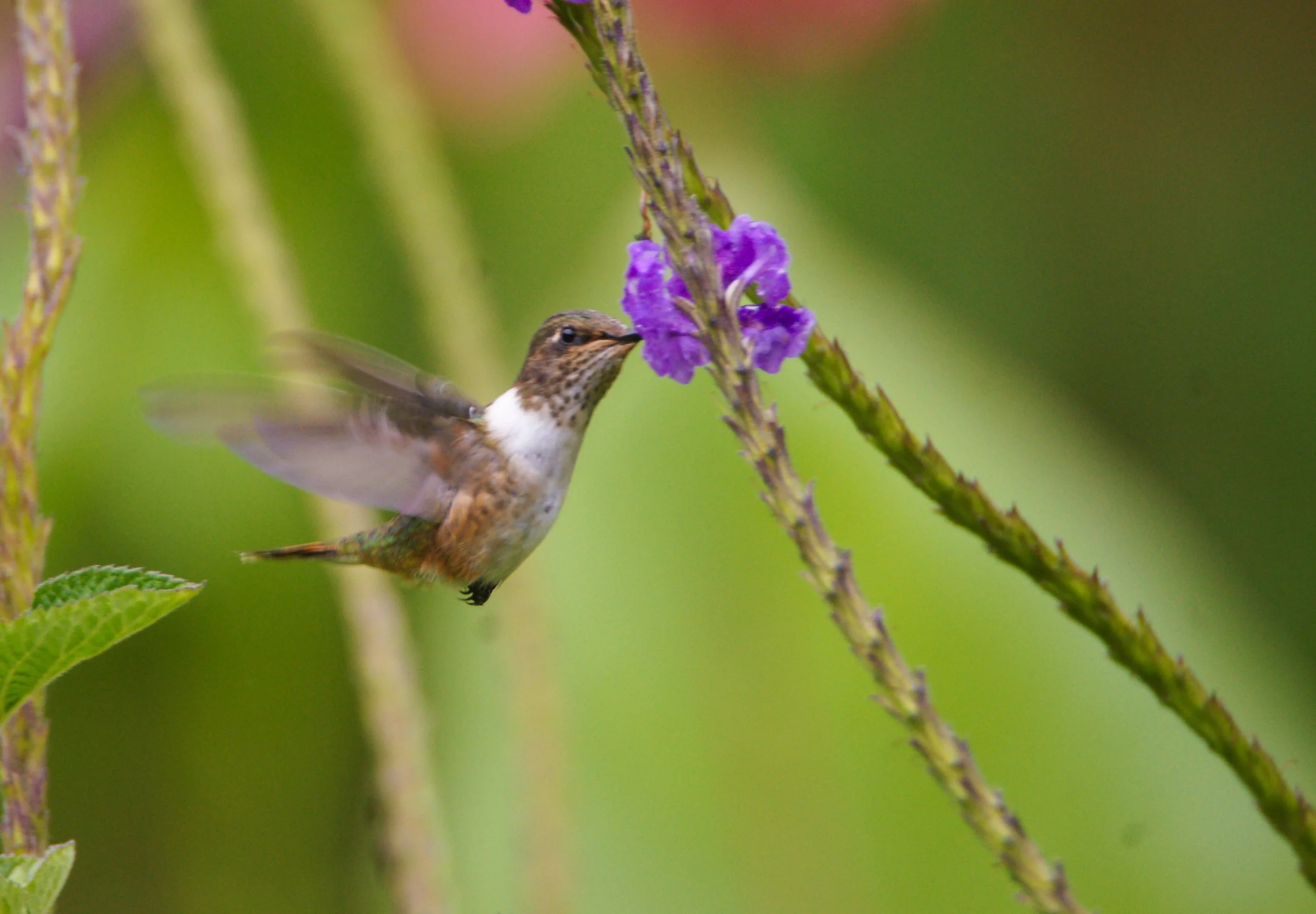 White-throated Mountain Gem