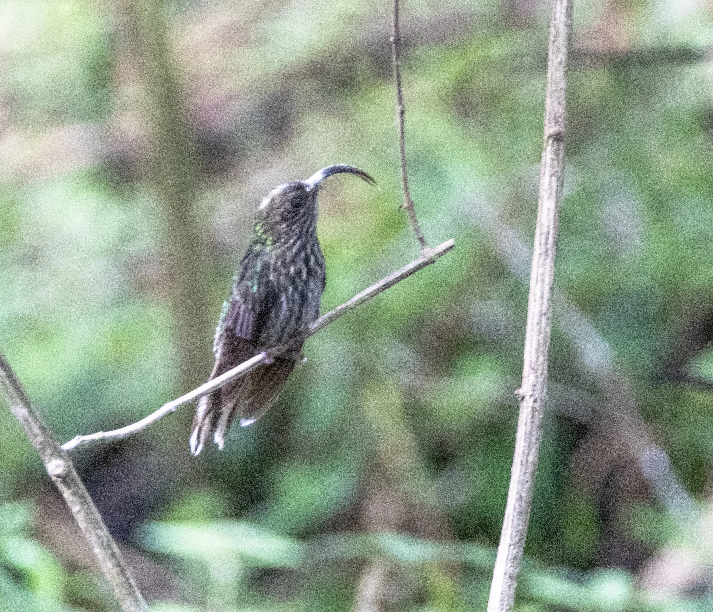 White-tipped Sicklebill