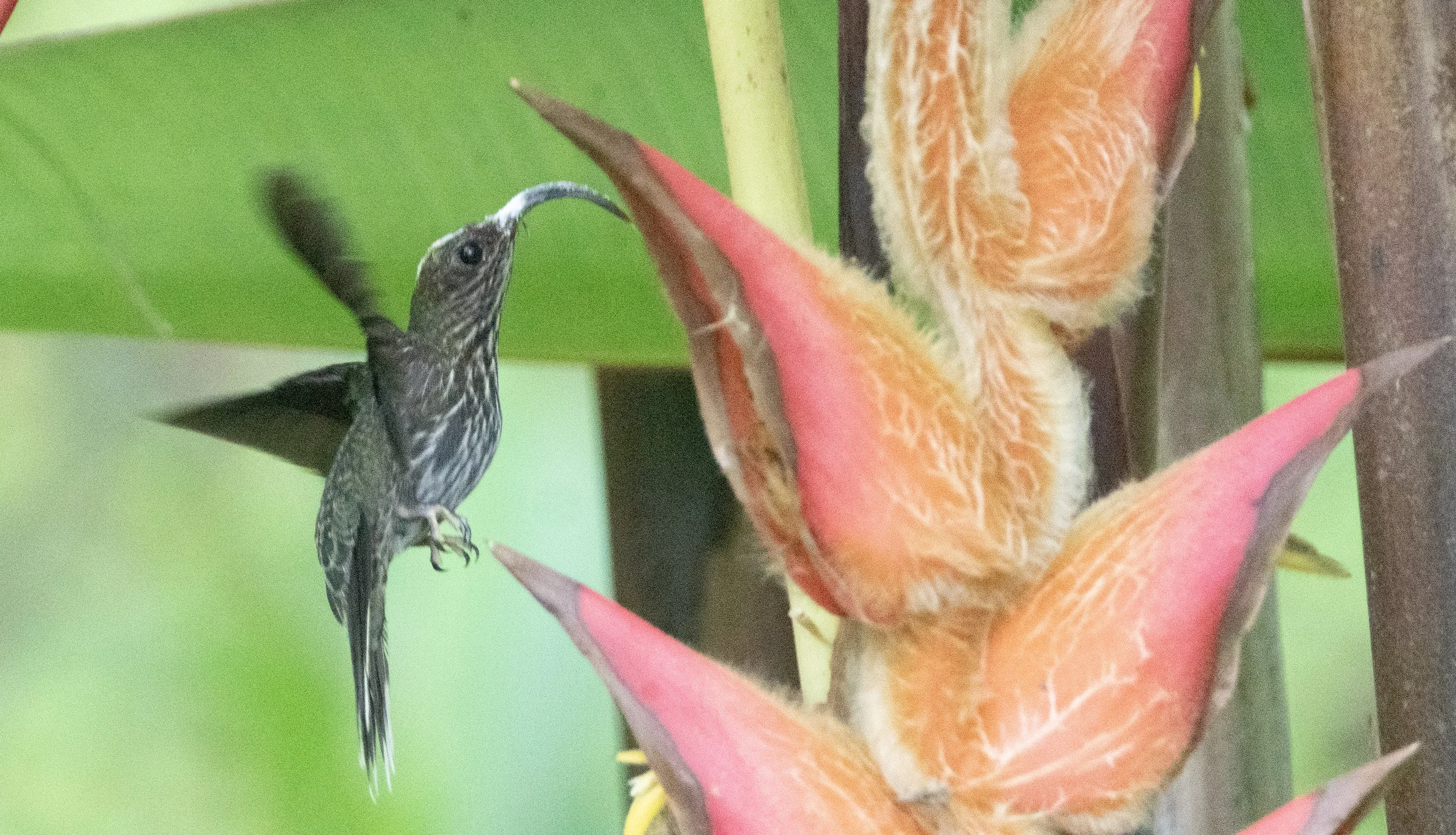 White-tipped Sicklebill