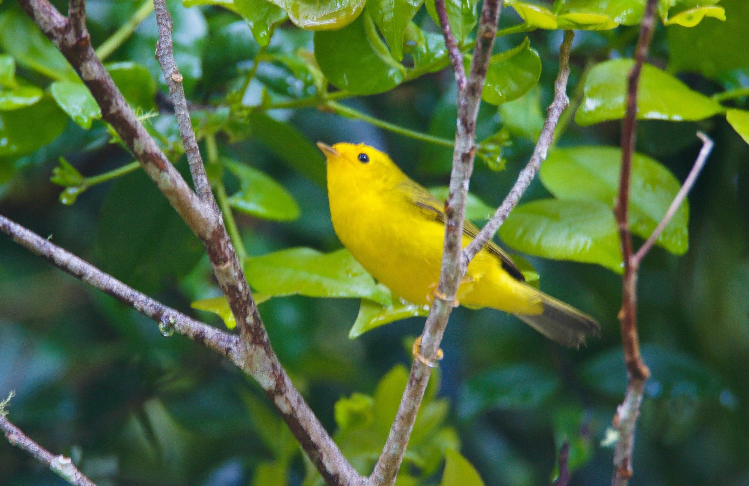 Wilson's Warbler
