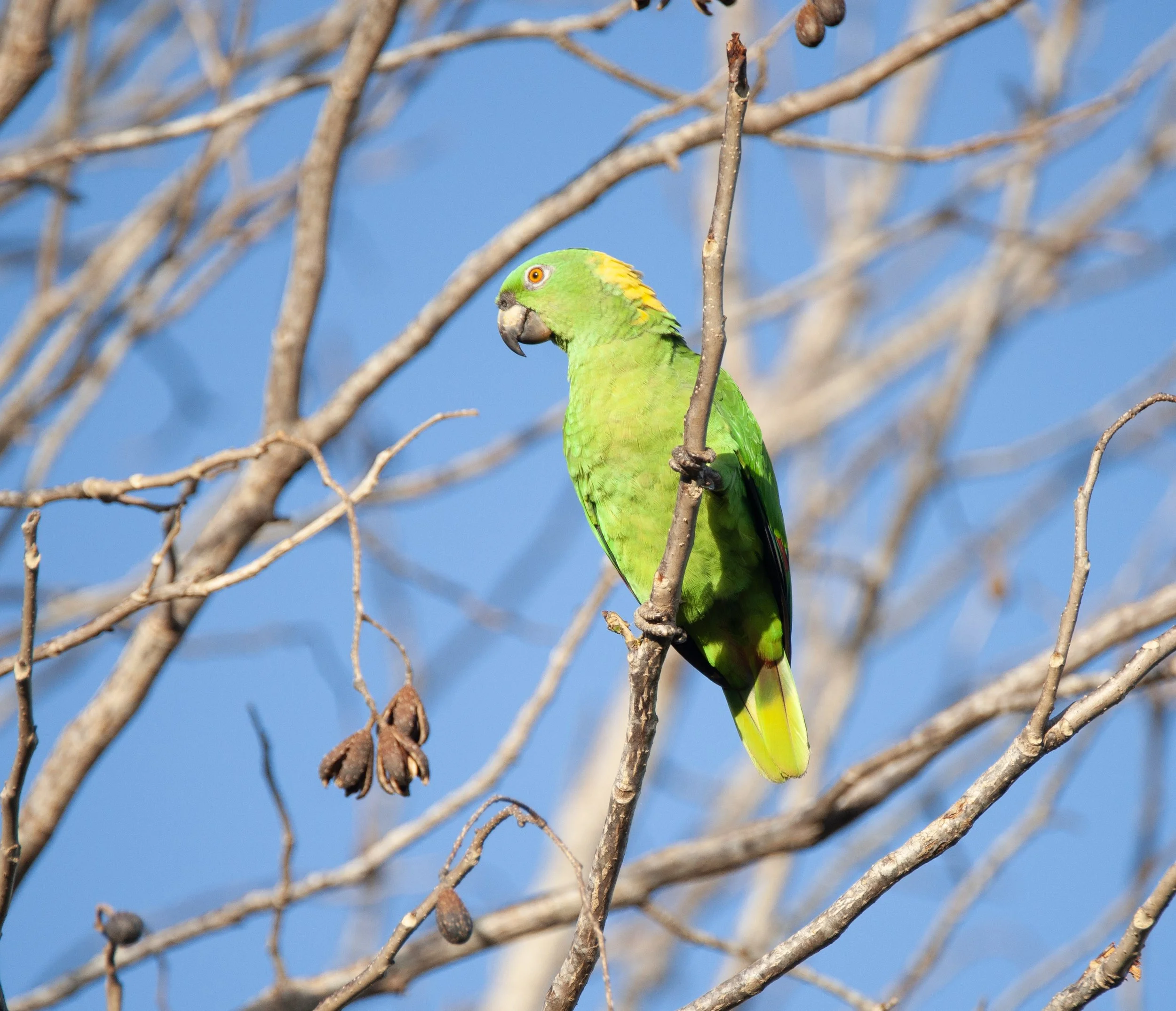 Yellow-naped Parrot