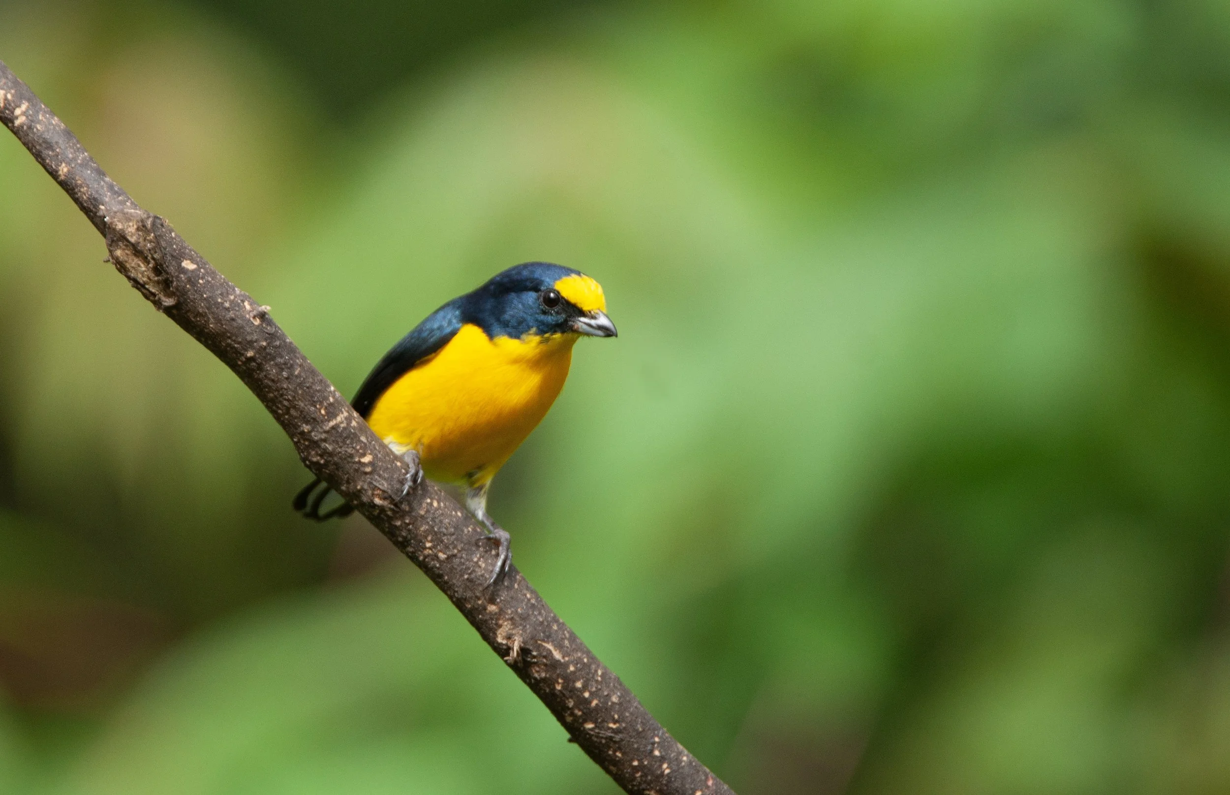 Yellow-throated Euphonia