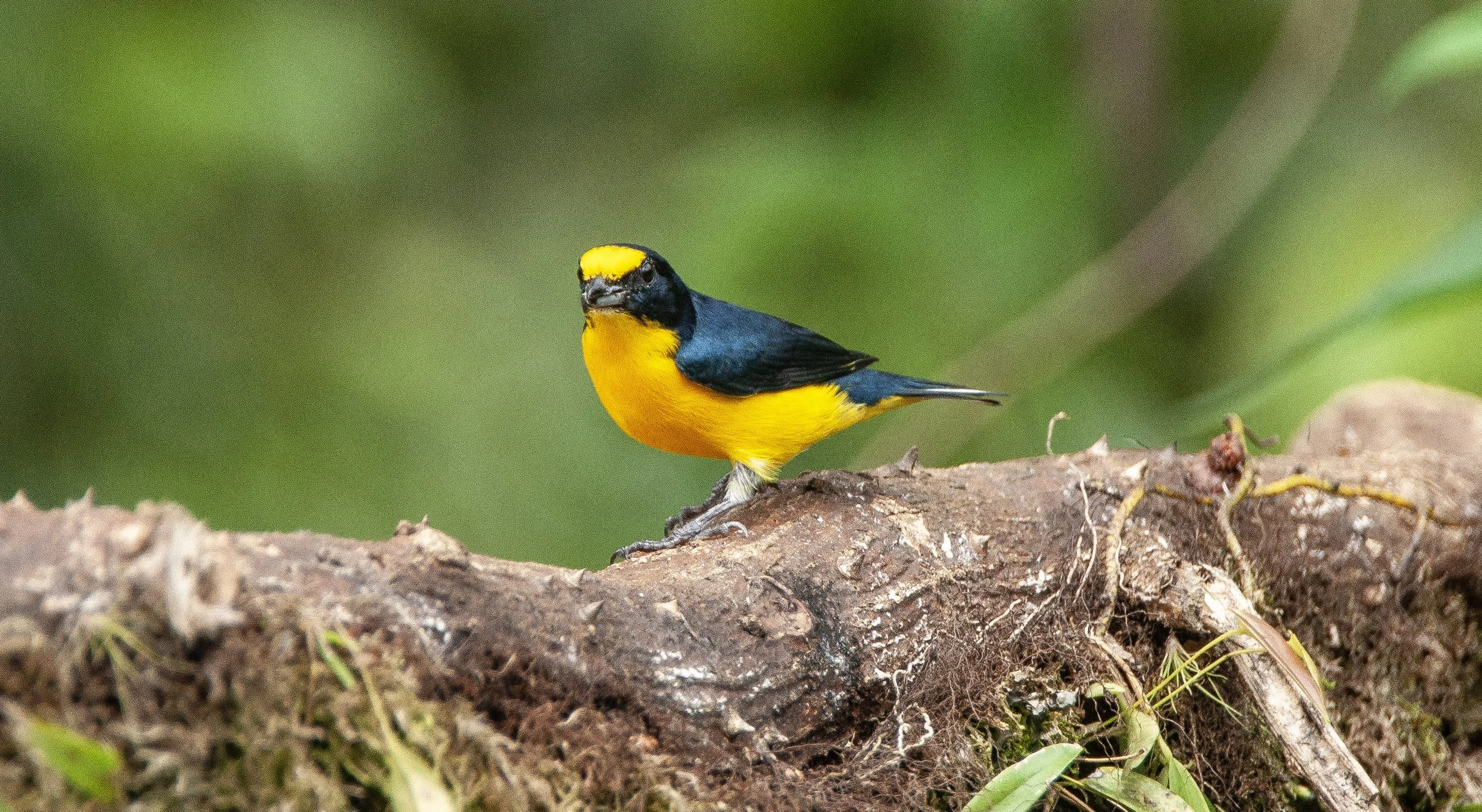 Yellow-throated Euphonia