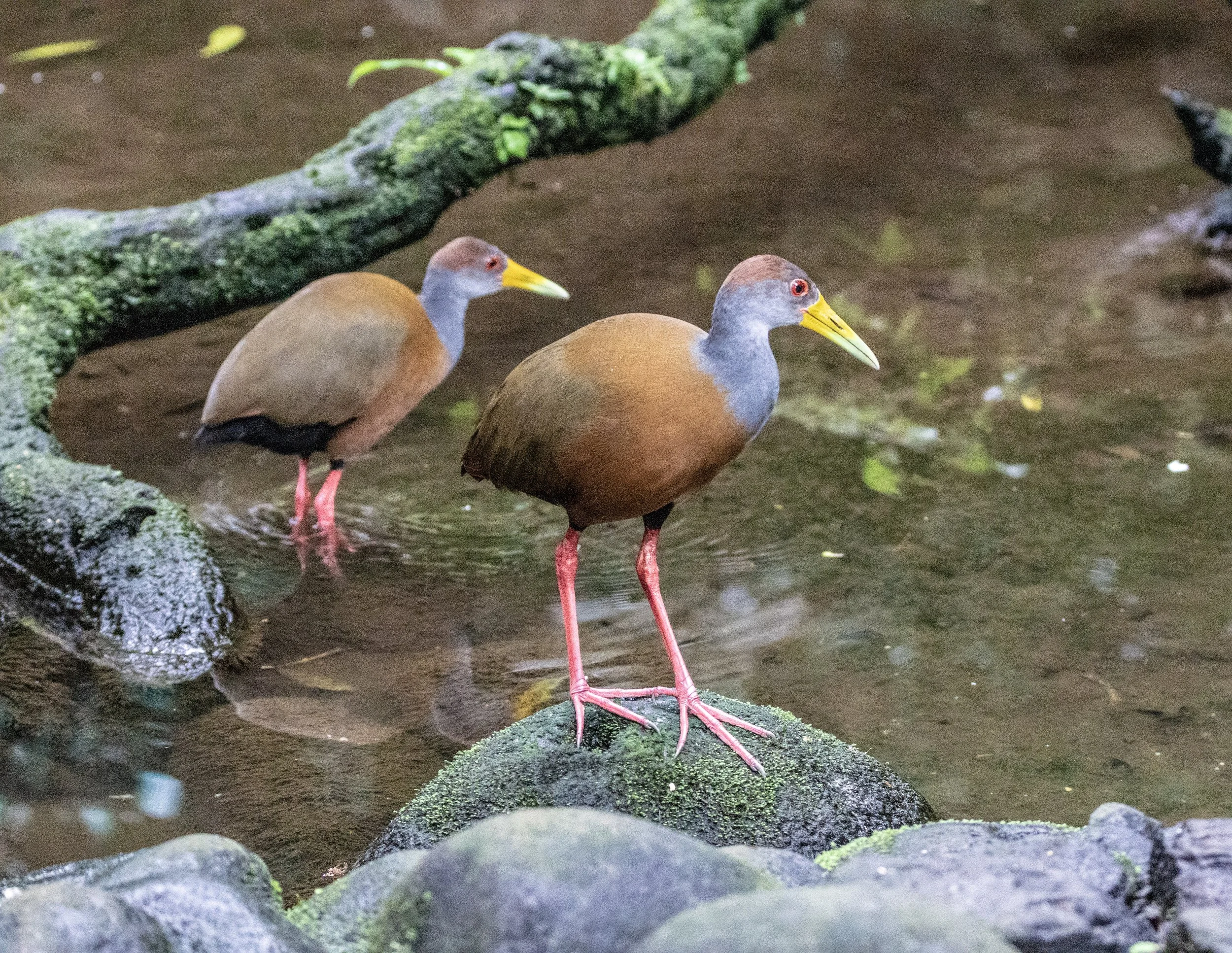 Wood rails