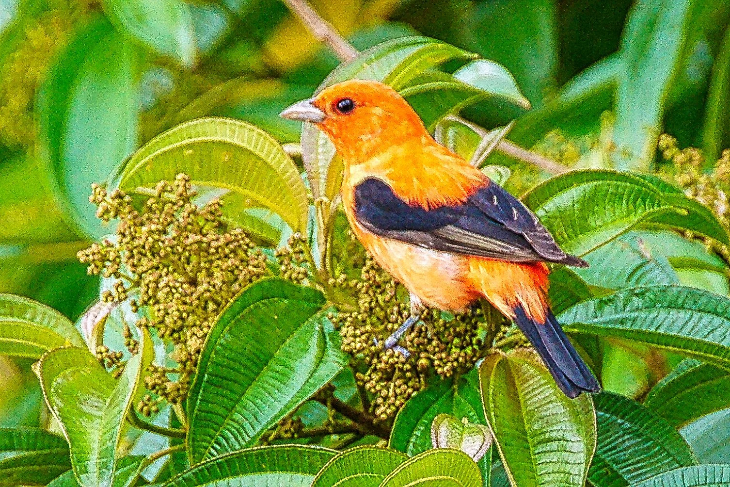Hepatic Tanager