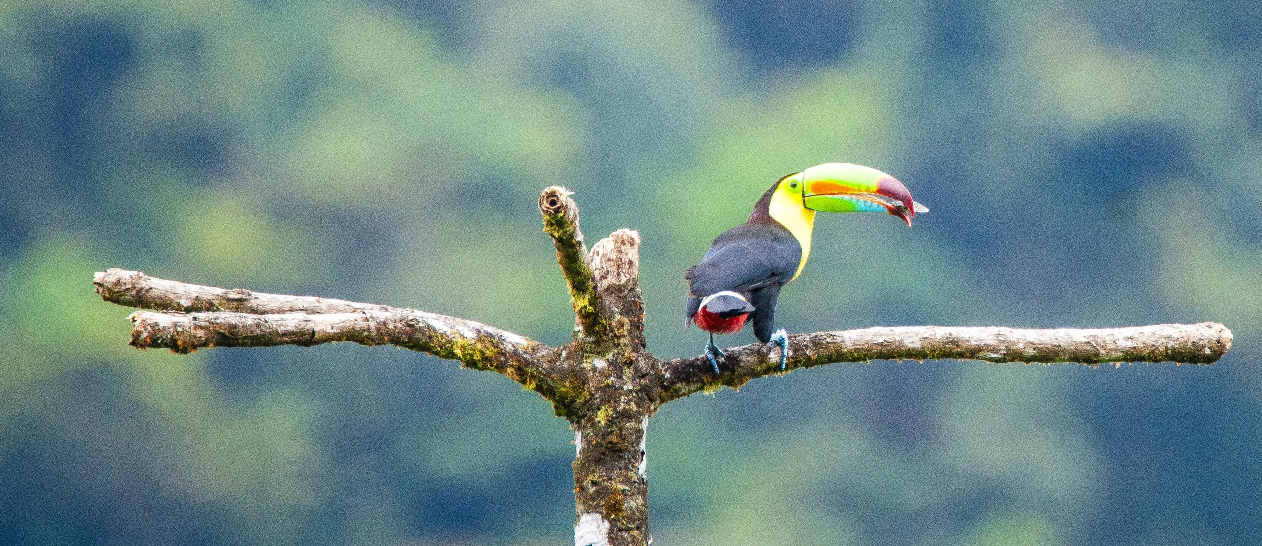 Yellow-throated Toucan