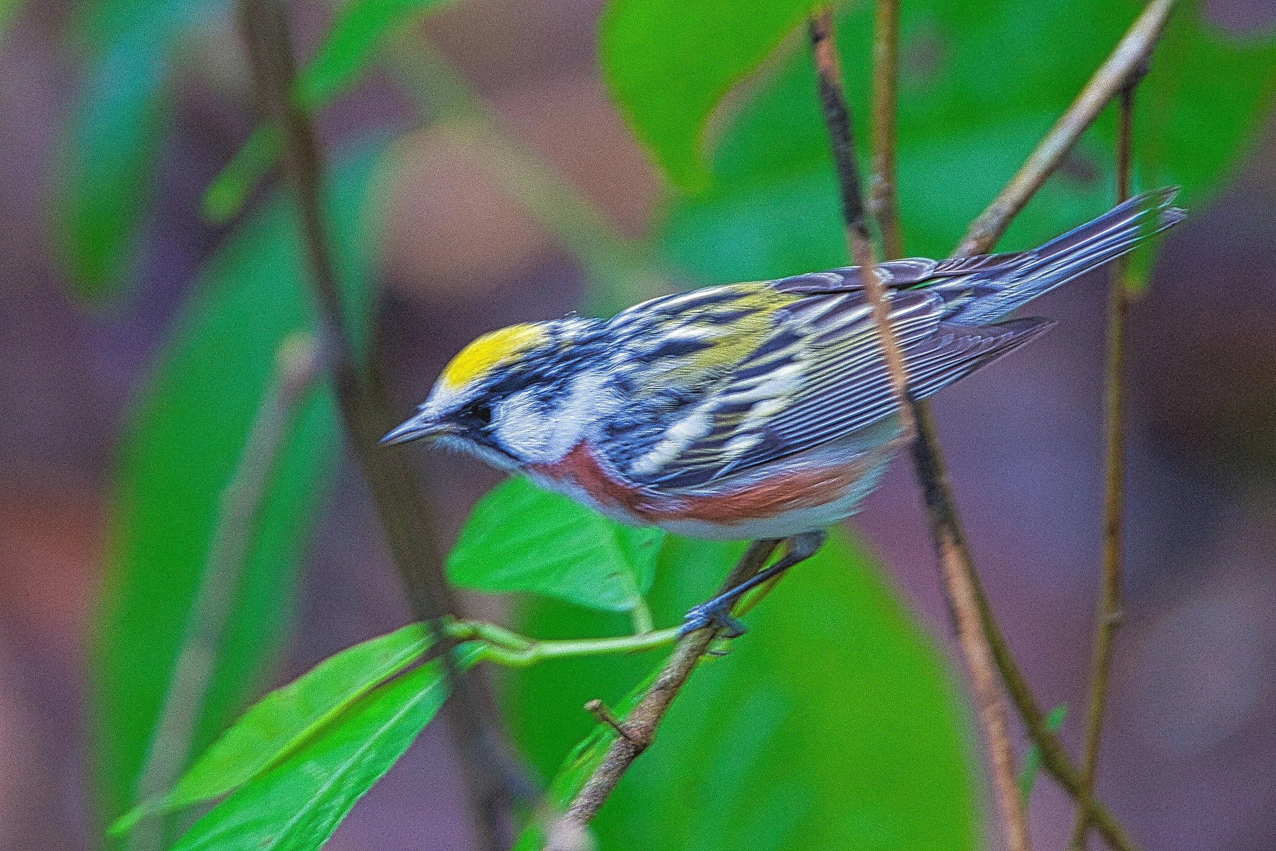 Chestnut-sided Warbler