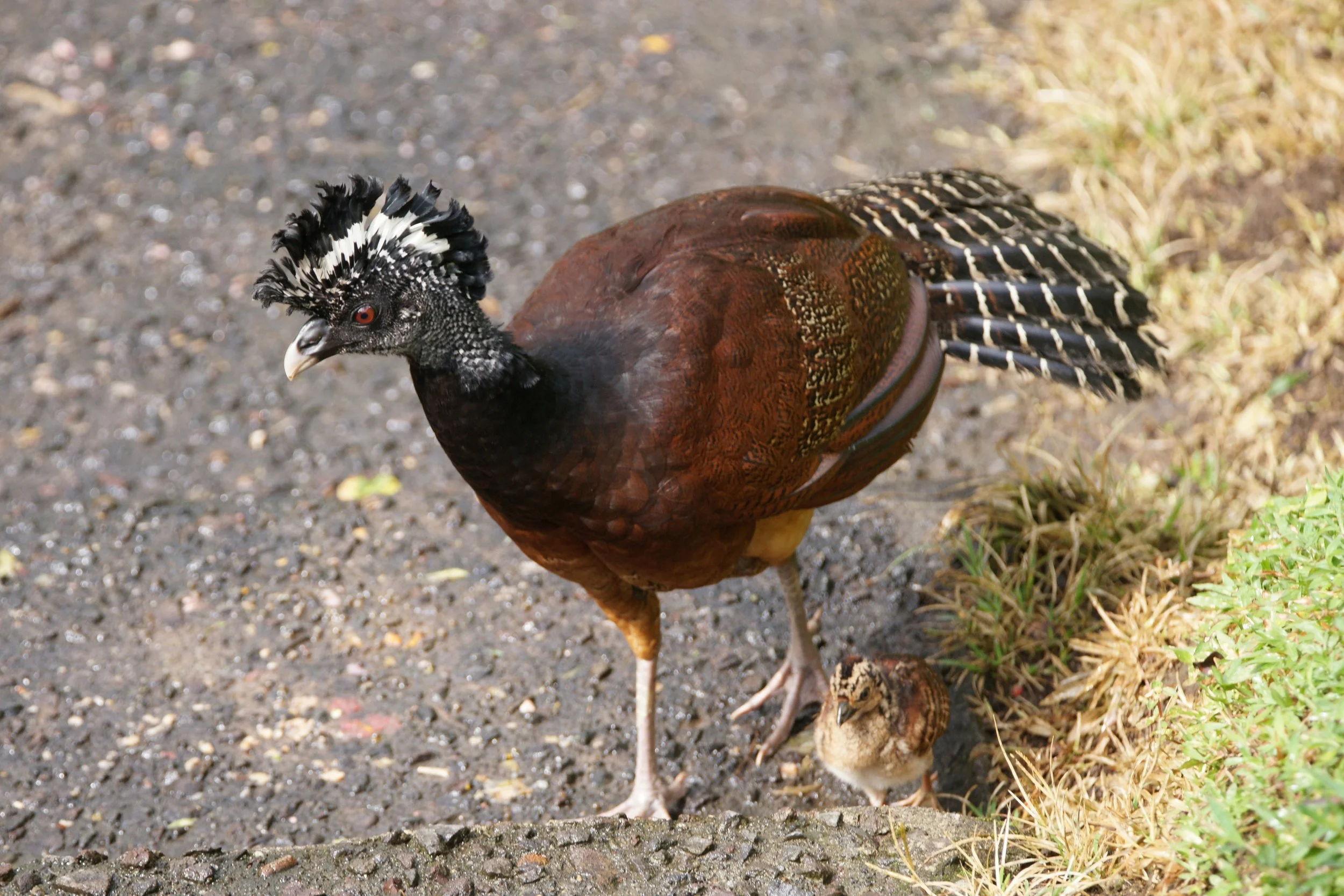 Curassow female with chick