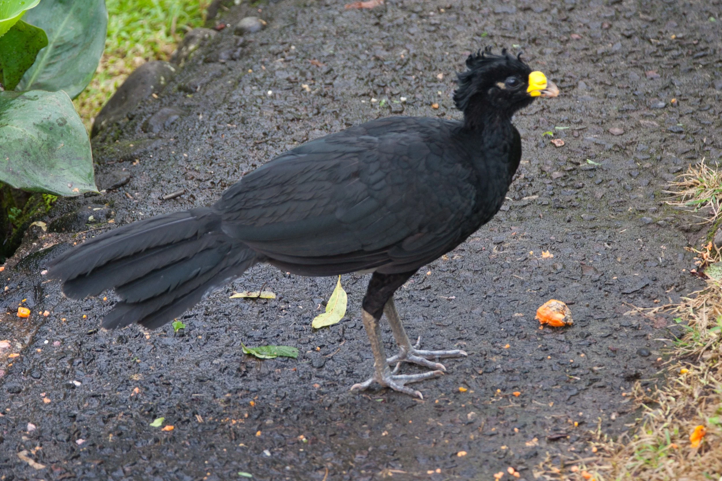 Curassow male