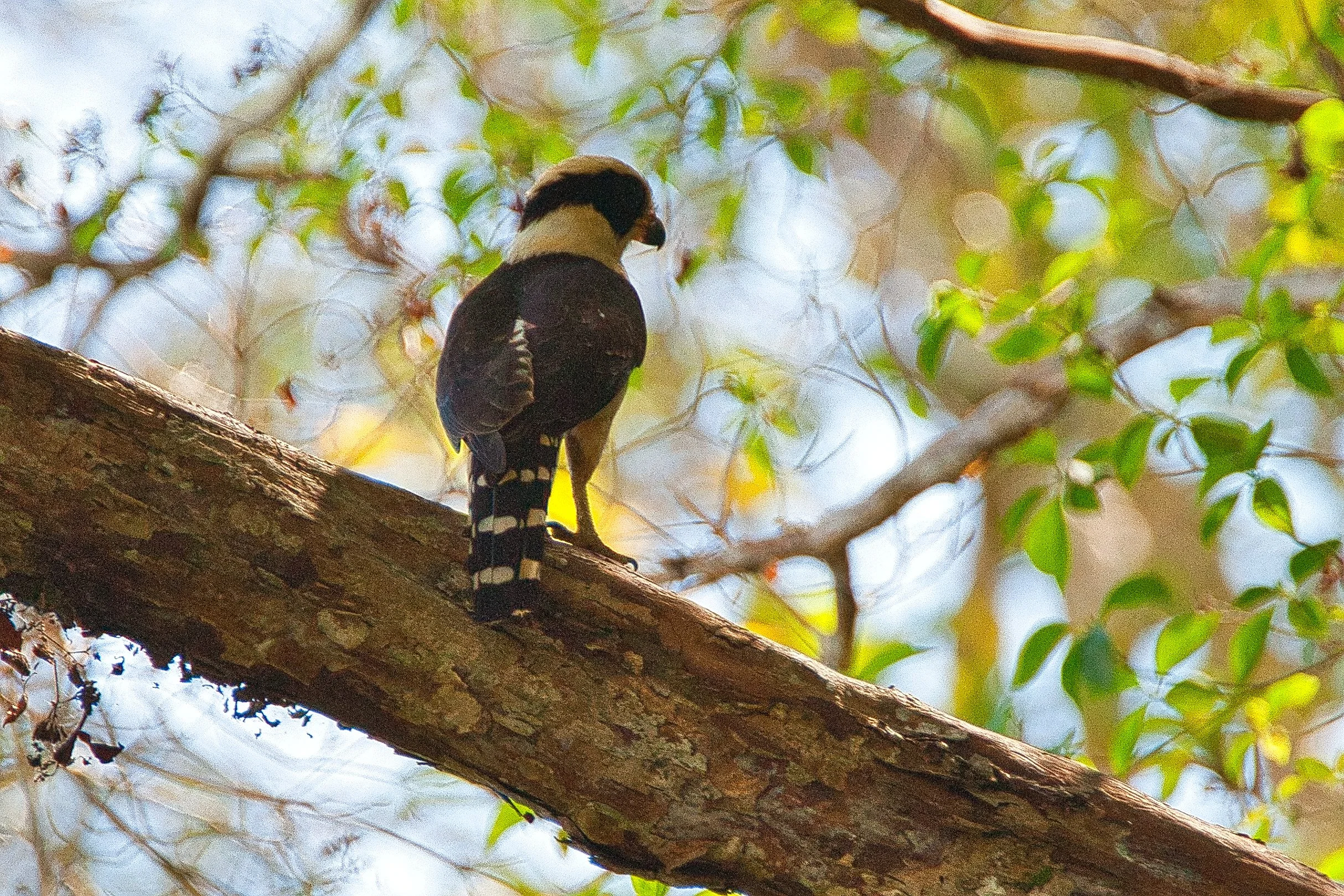 Laughing Falcon