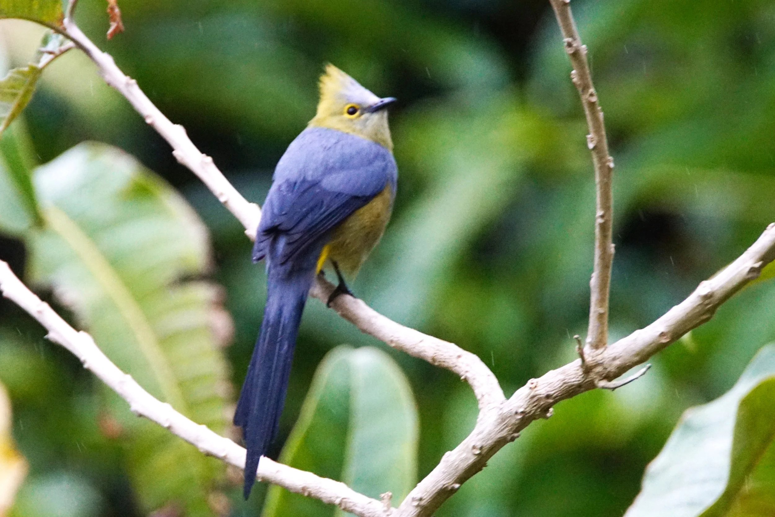 Silky Flycatcher