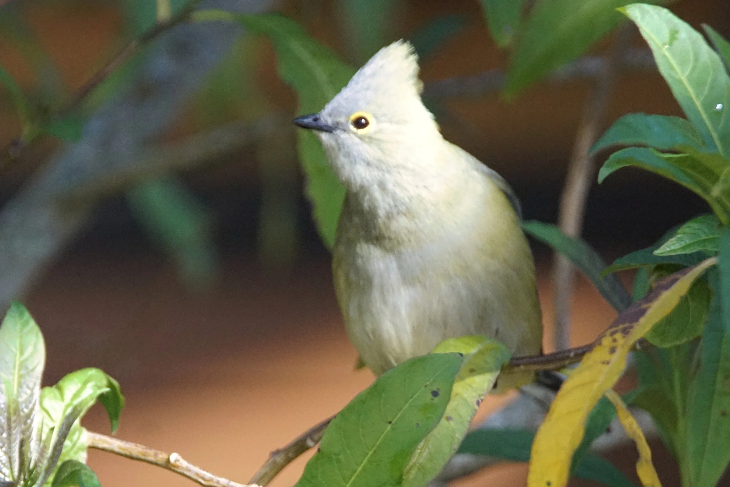 Silky Flycatcher female
