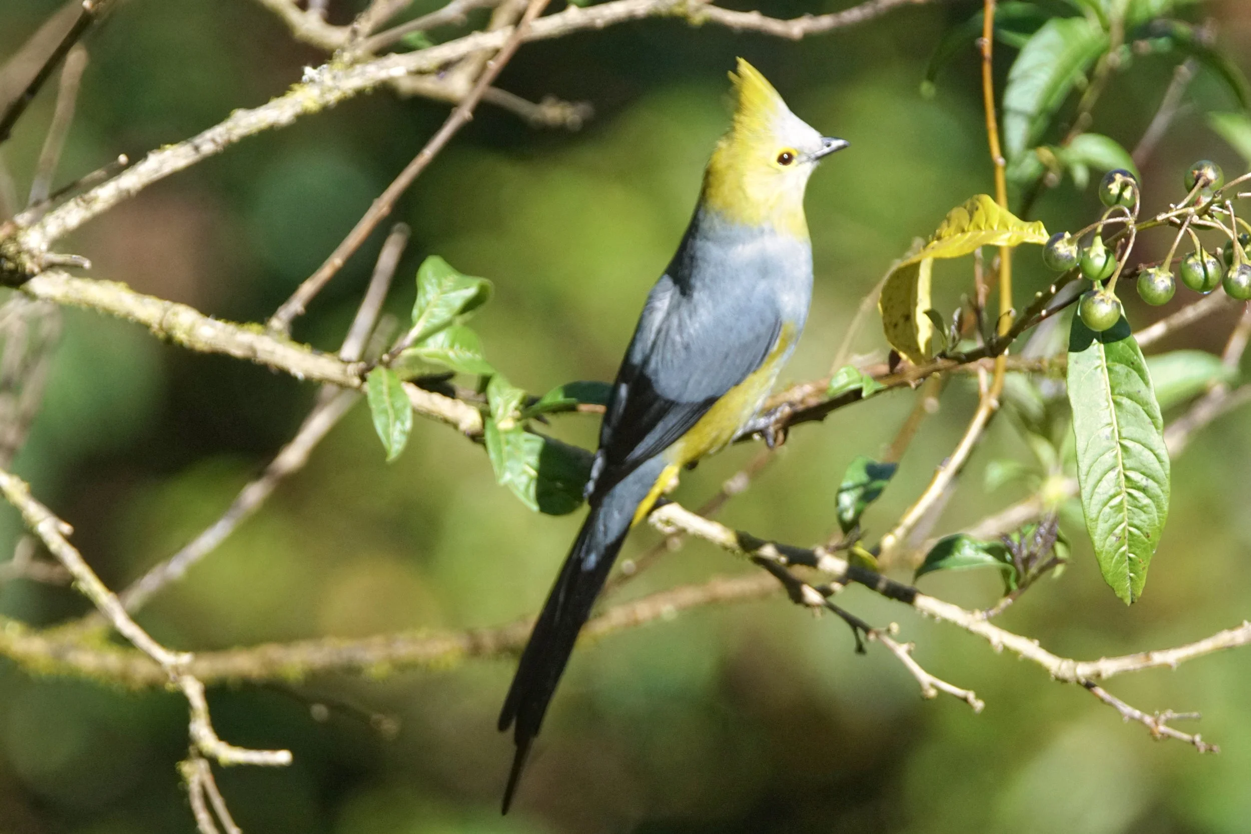 Silky Flycatcher