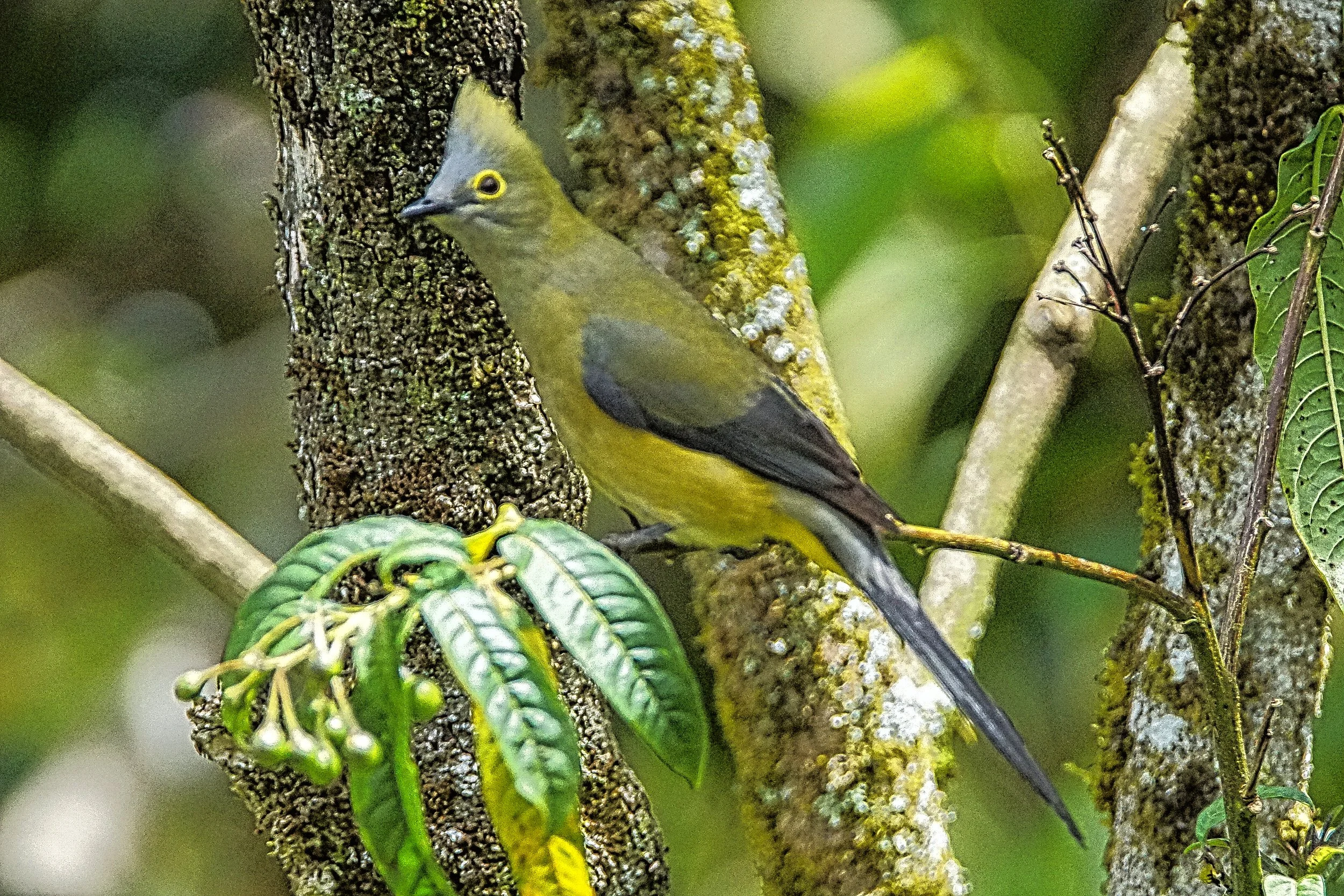 Silky Flycatcher
