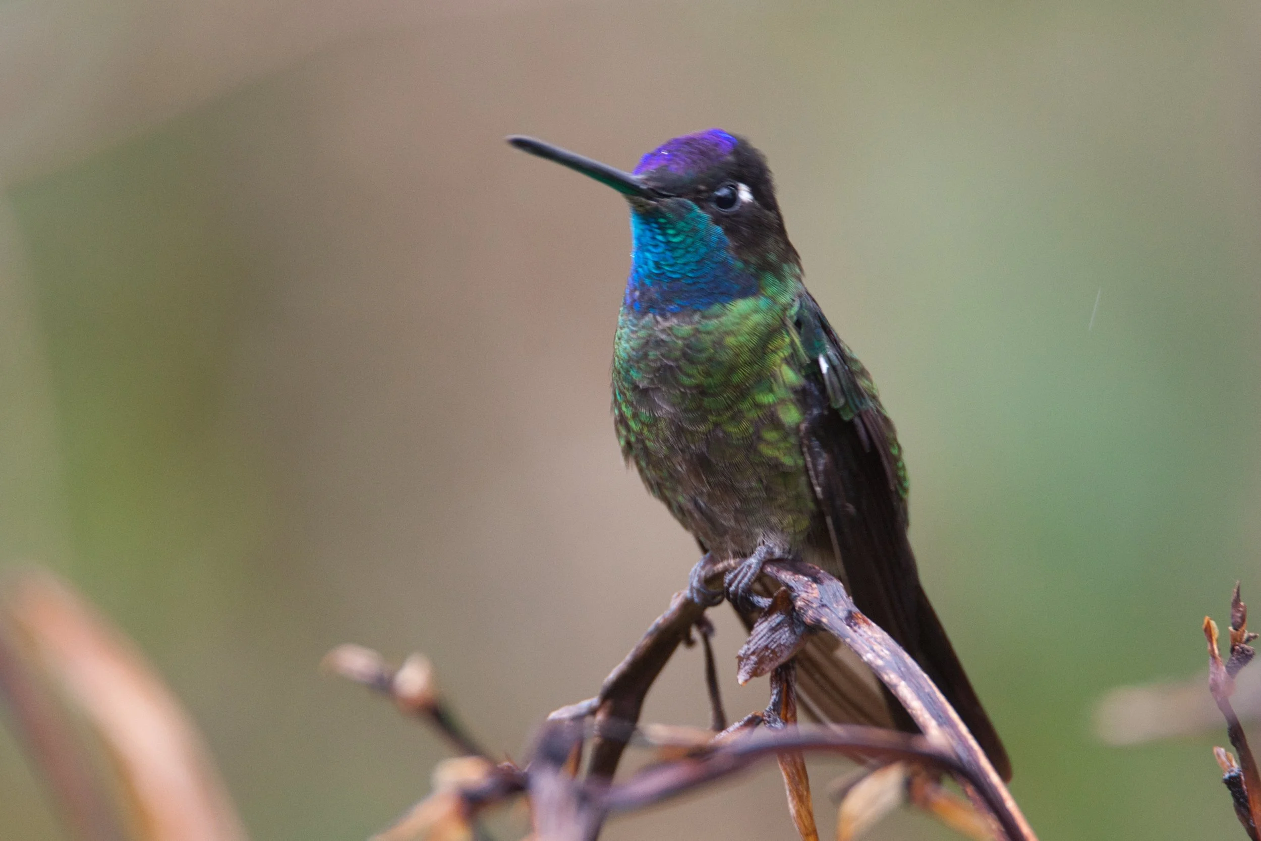 Talamanca Hummingbird