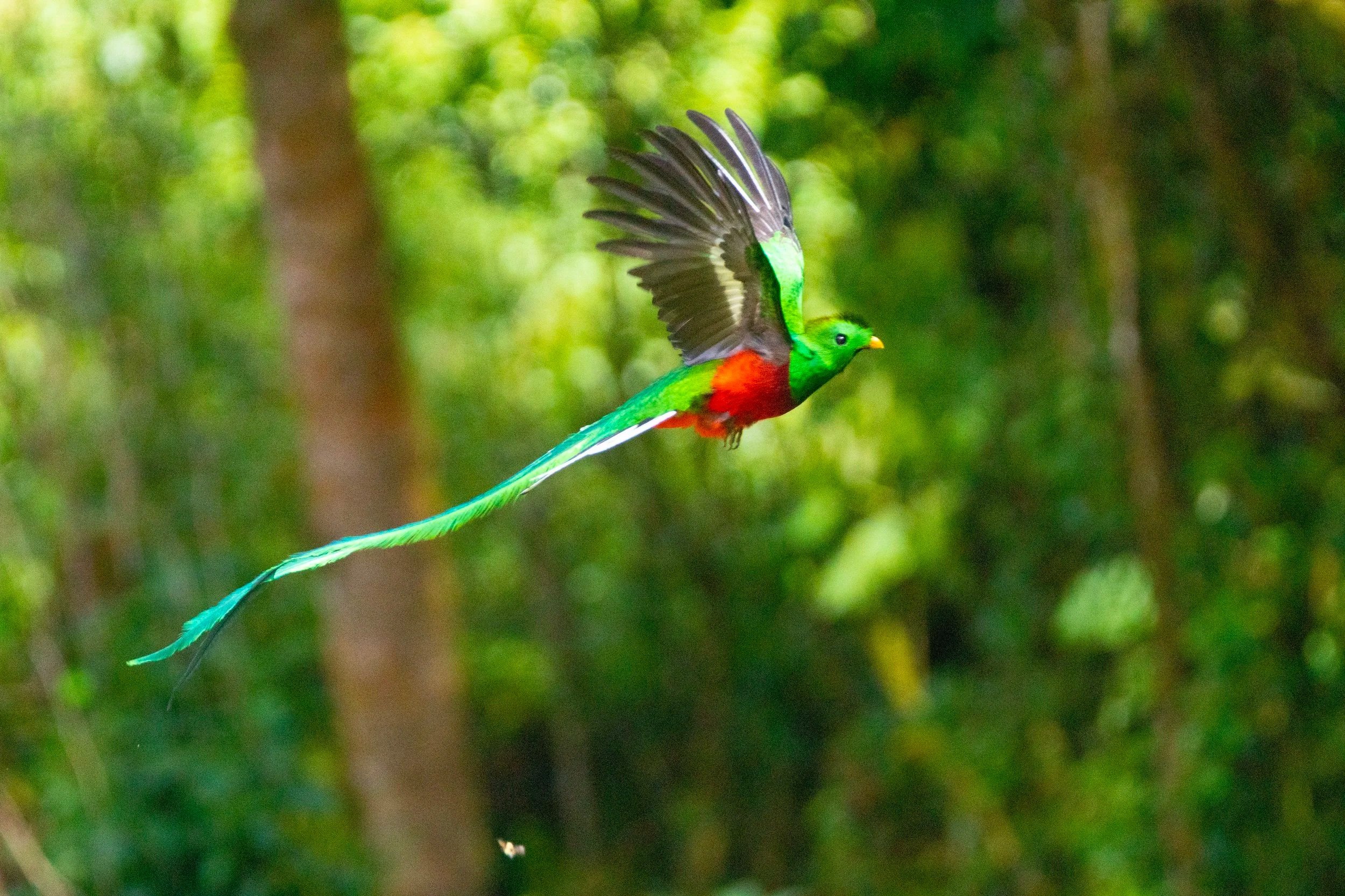Resplendent Quetzal